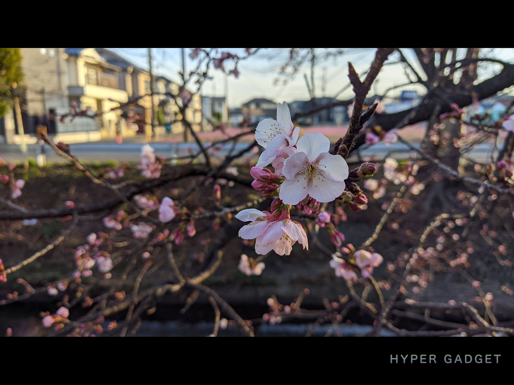 Xiaomi Redmi 9TにGCamを入れて撮影した夕暮れの梅の花