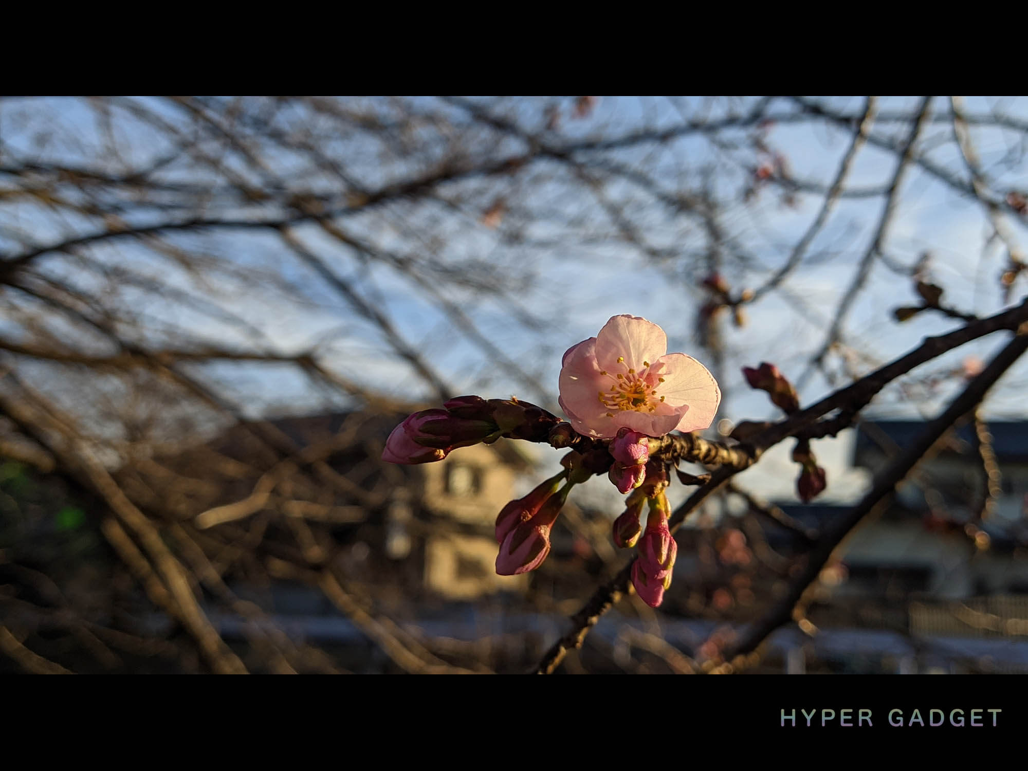 Xiaomi Redmi 9TにGCamを入れて撮影した夕暮れの梅の花