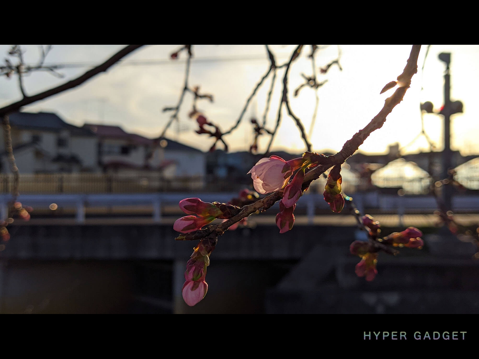 Xiaomi Redmi 9TにGCamを入れて撮影した夕方の咲きかけの梅