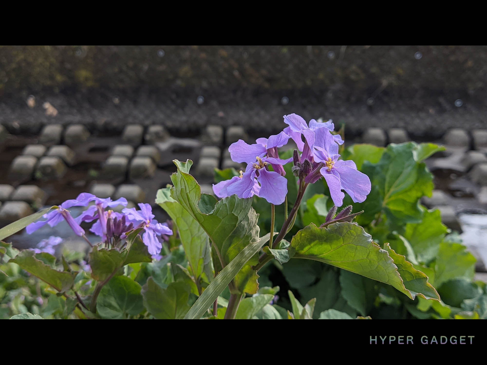Xiaomi Redmi 9TにGCamを入れて撮影した河原の紫の花