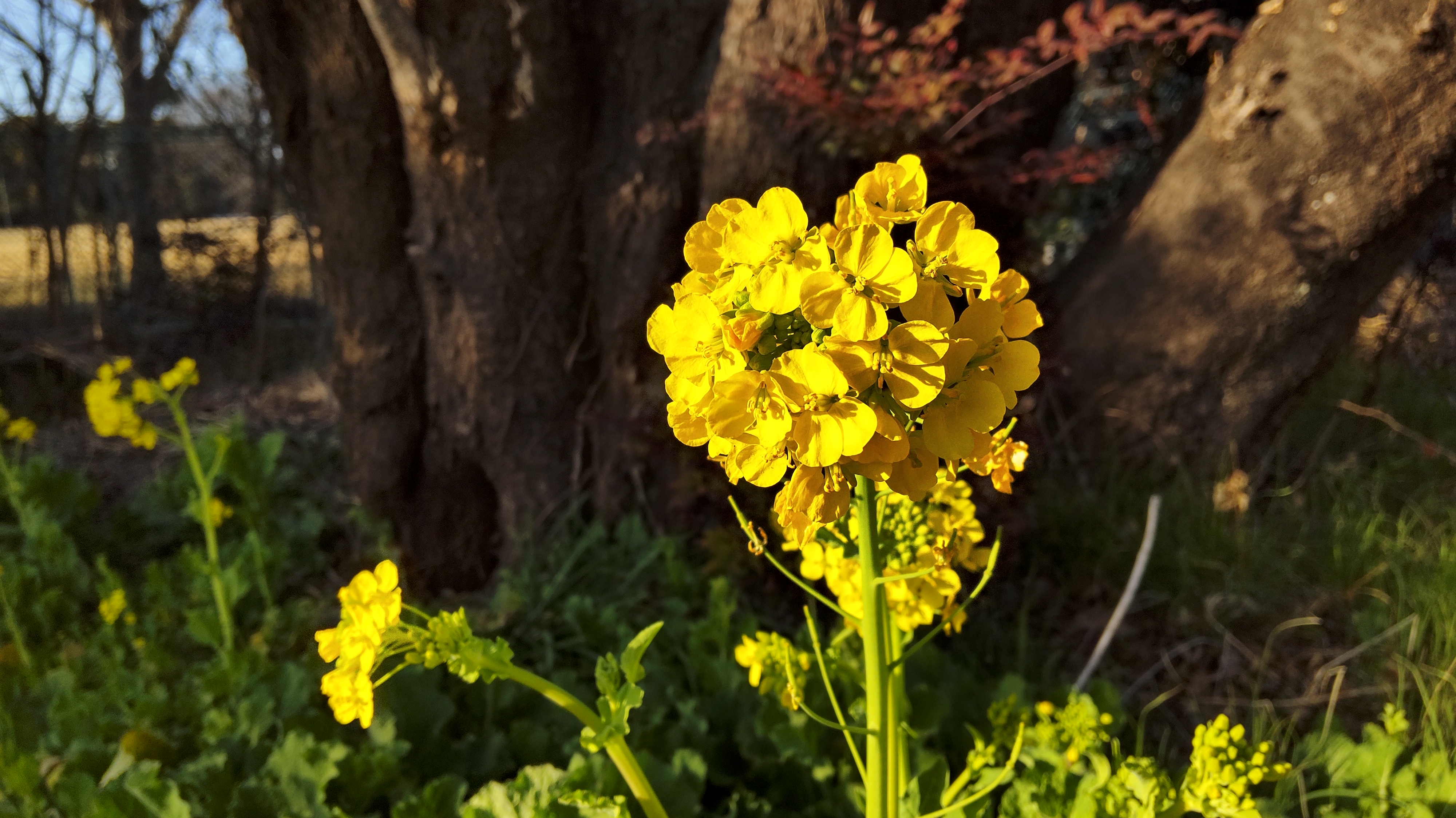 AQUOS sense4で撮影した菜の花