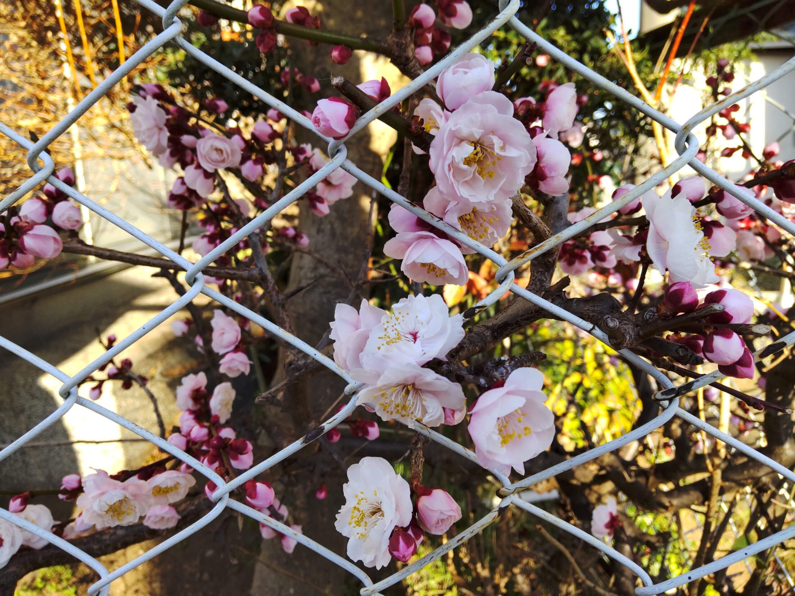 AQUOS sense4で撮影した梅の花