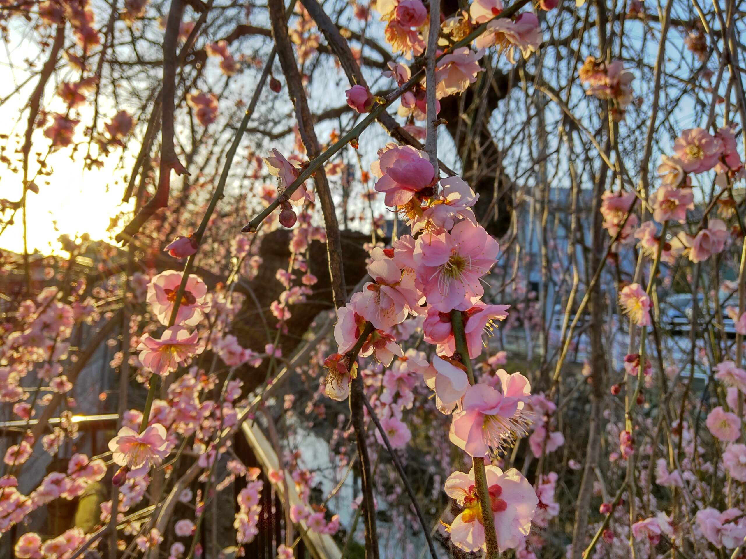 AQUOS sense4で撮影した夕刻の梅の花