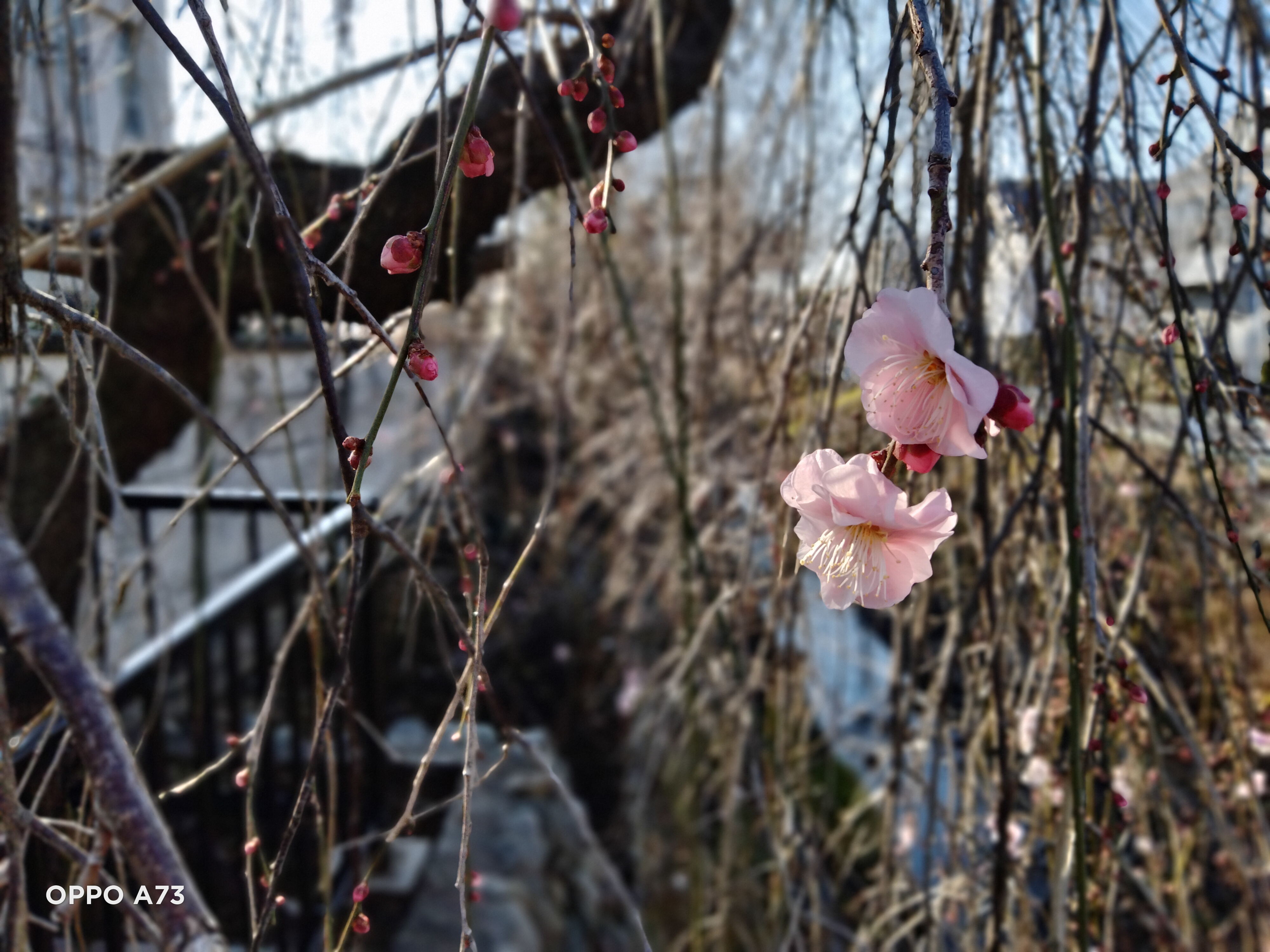 OPPO A73で撮影した花の写真