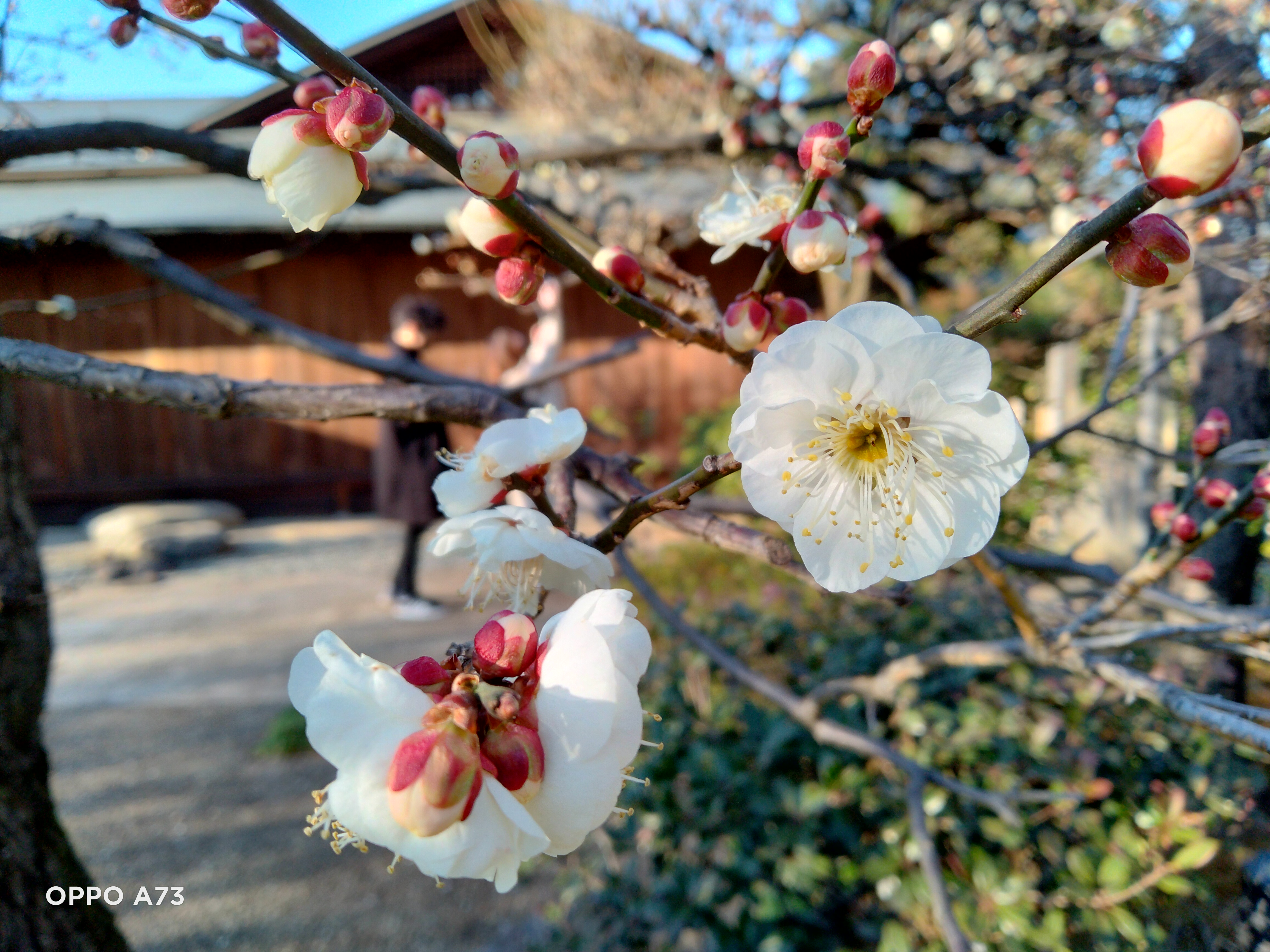 OPPO A73のメインカメラで梅の写真を撮影