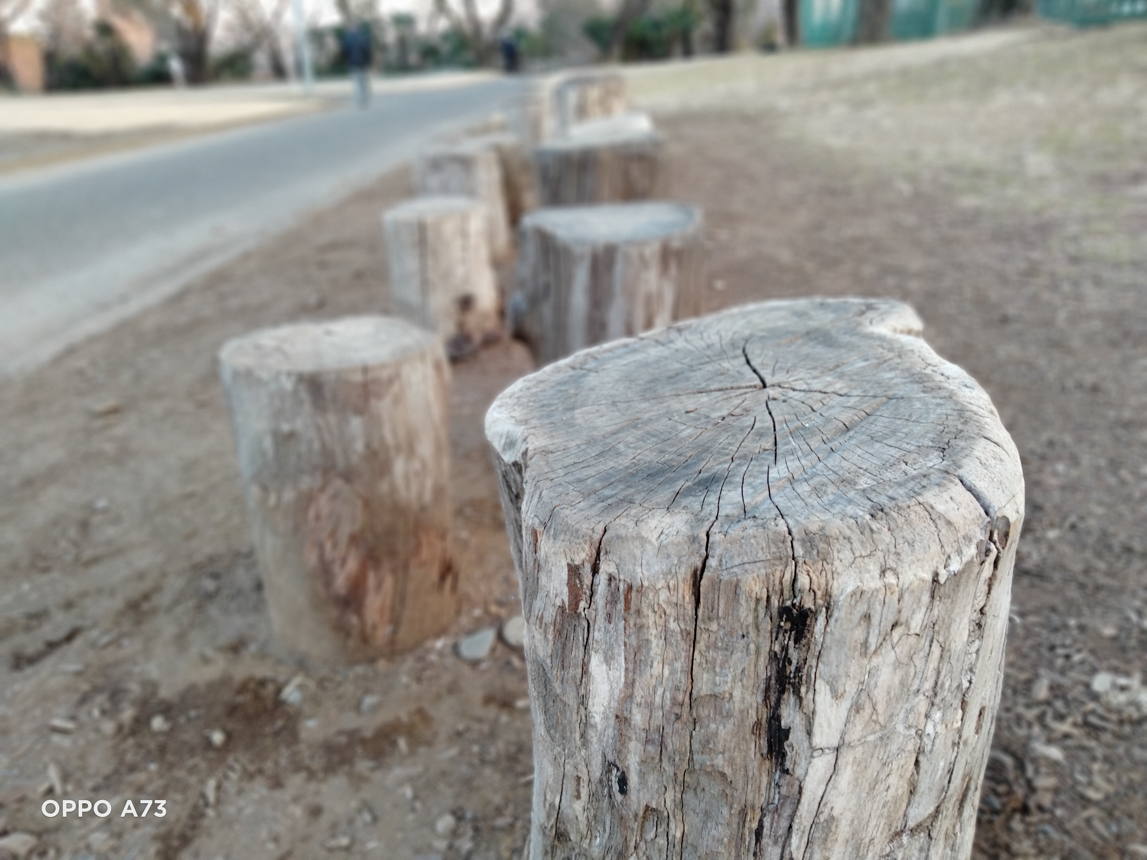 OPPO A73のポートレートモードで撮影木の丸太を撮影