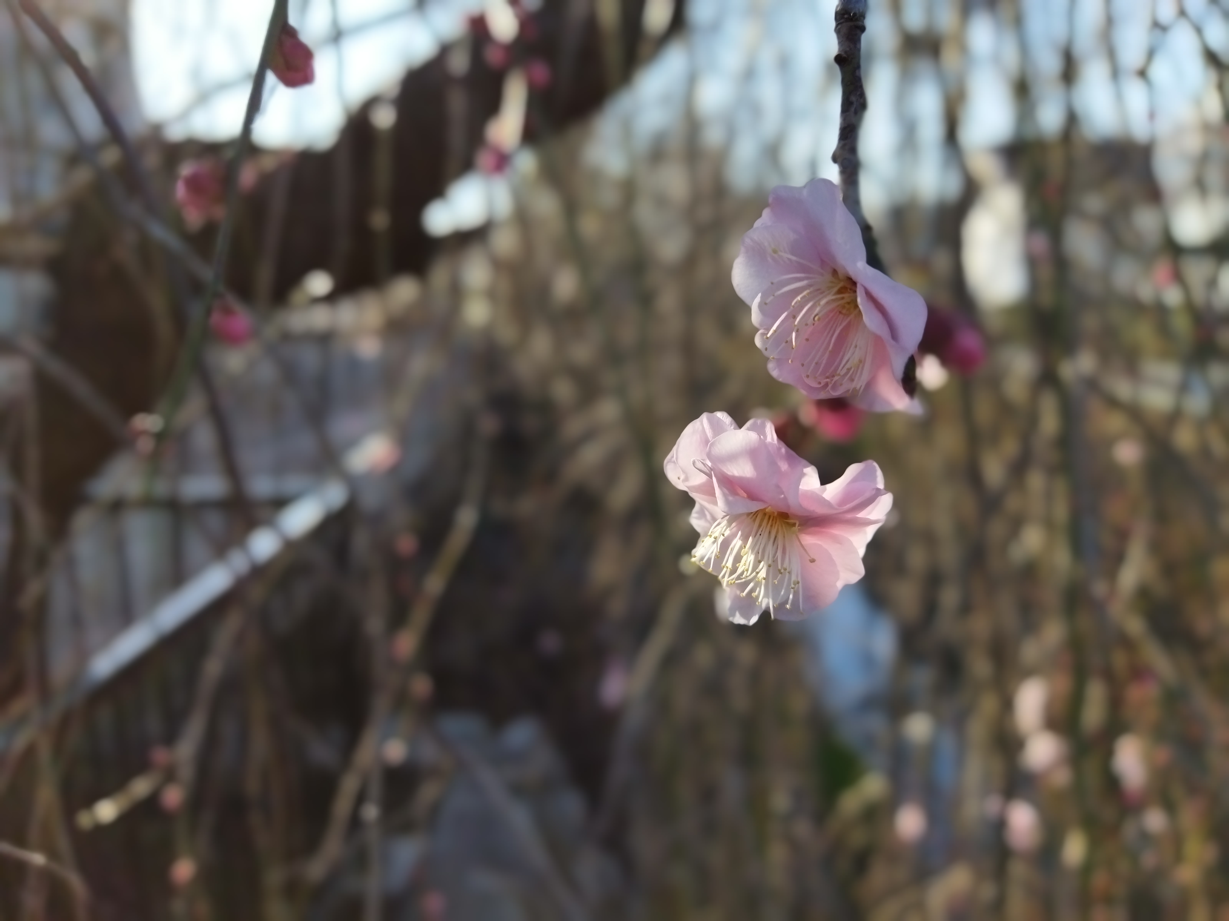 Xiaomi Redmi 9Tで撮影した花の写真