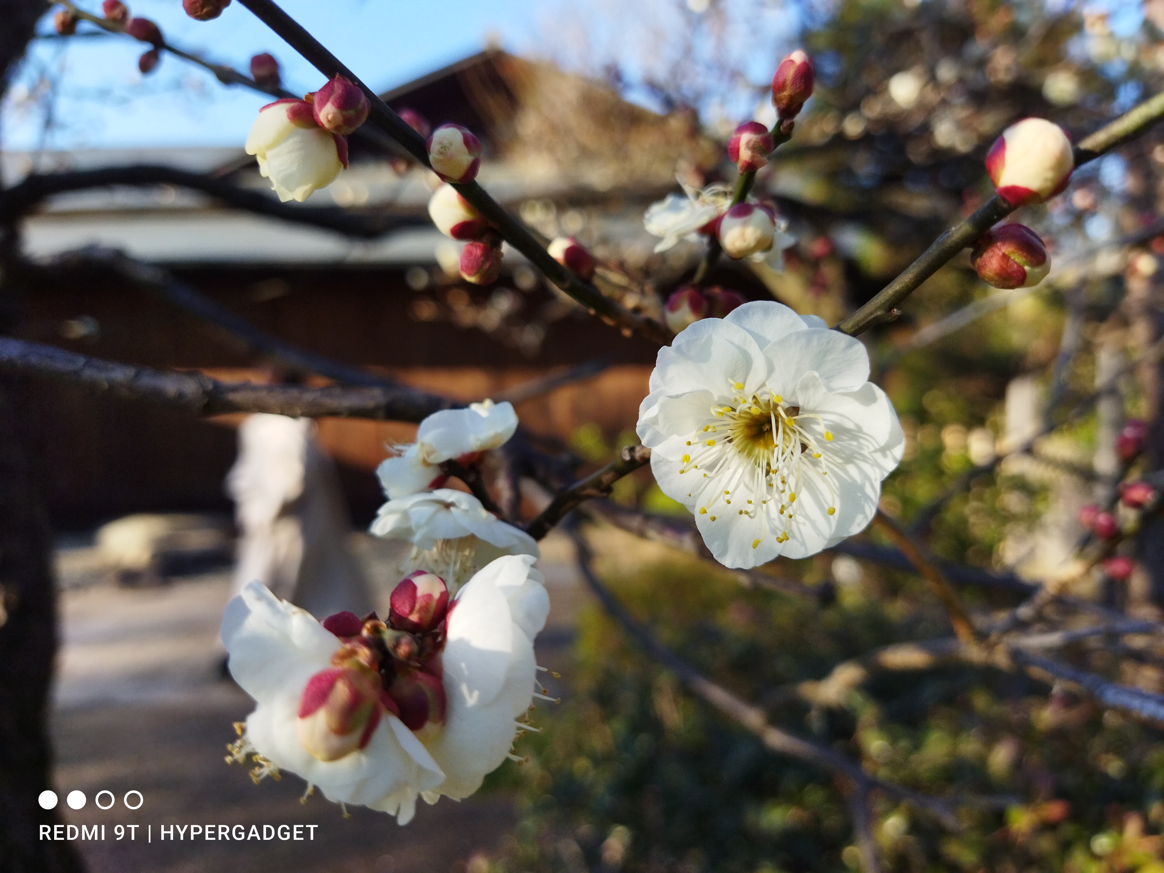 Xiaomi Redmi 9Tのメインカメラで梅の写真を撮影