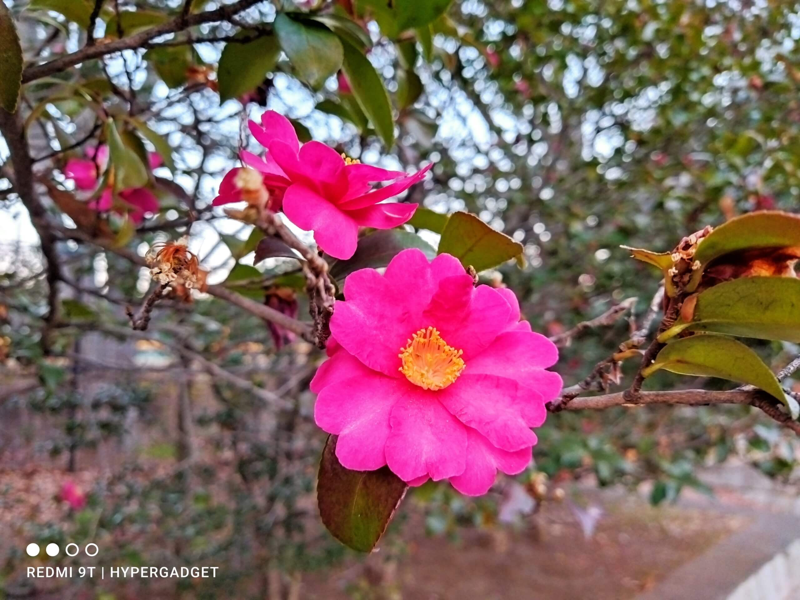 Xiaomi Redmi 9Tのメインカメラで撮影した花の画像