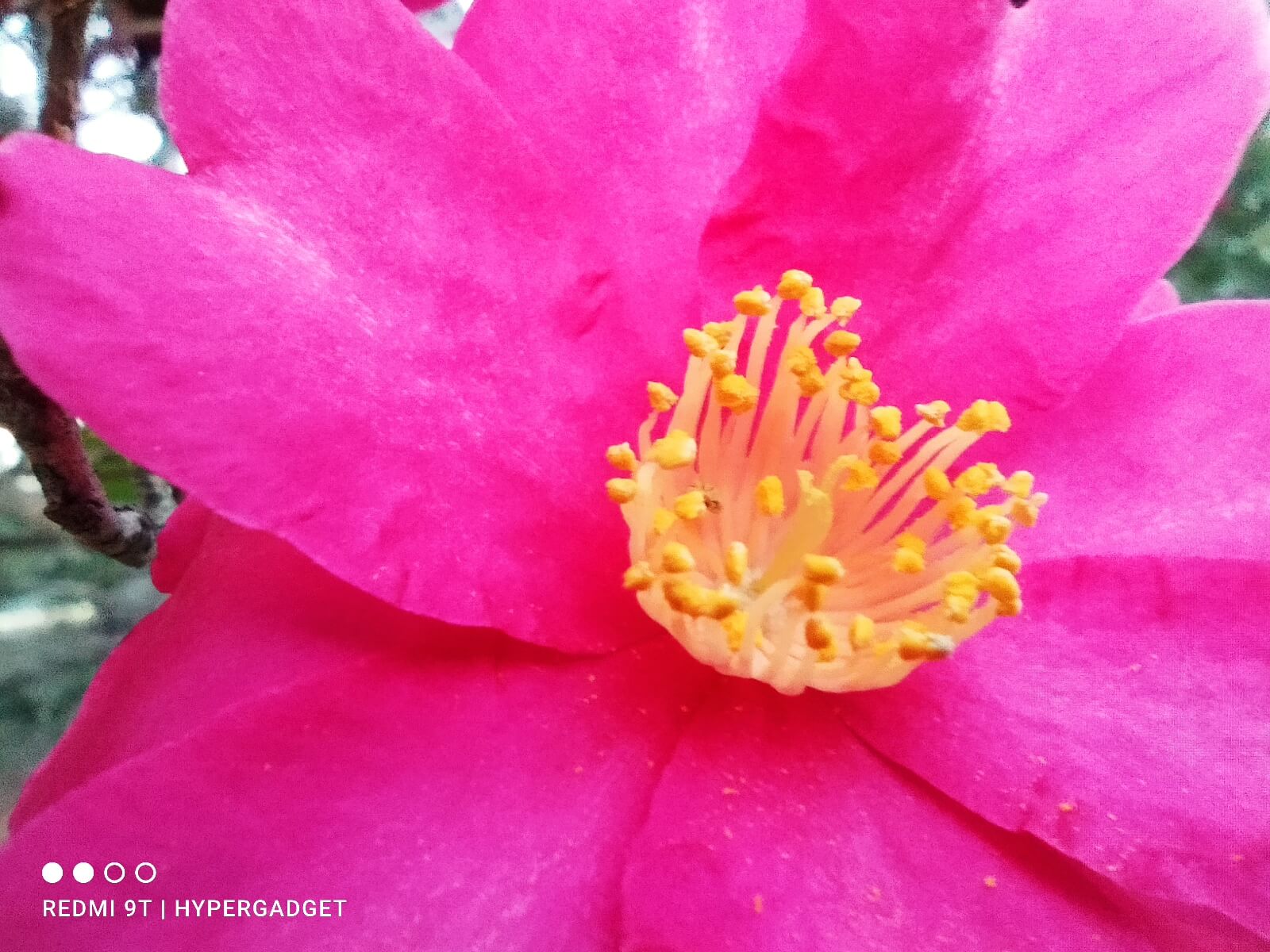 Xiaomi Redmi 9Tのマクロカメラで撮影した花の写真