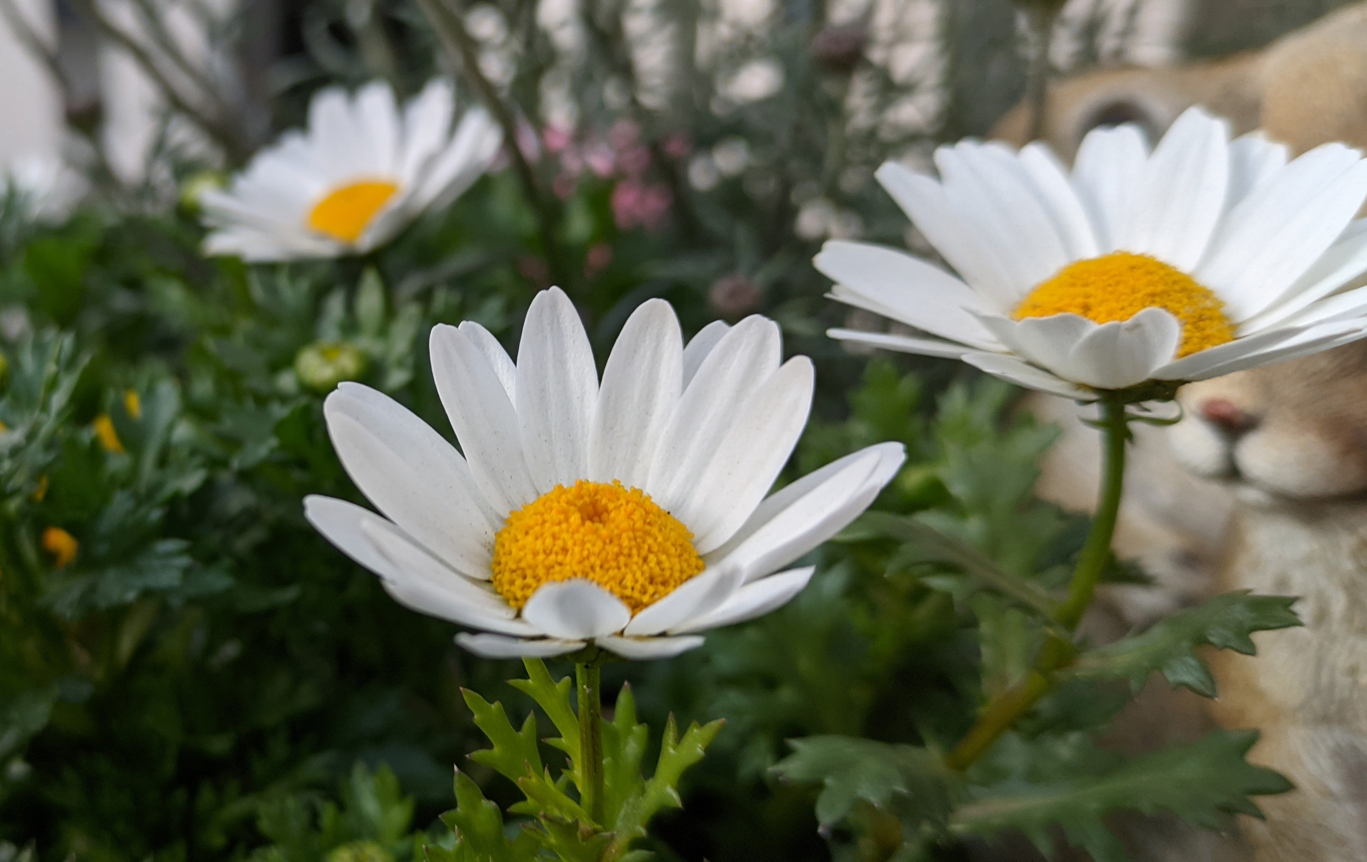 Xiaomi Mi Note 10 LiteにGCamを入れるとオートフォーカスの精度が大幅に向上。目的に合わせてピントが合うのでメリハリのある完成度の高い画像に