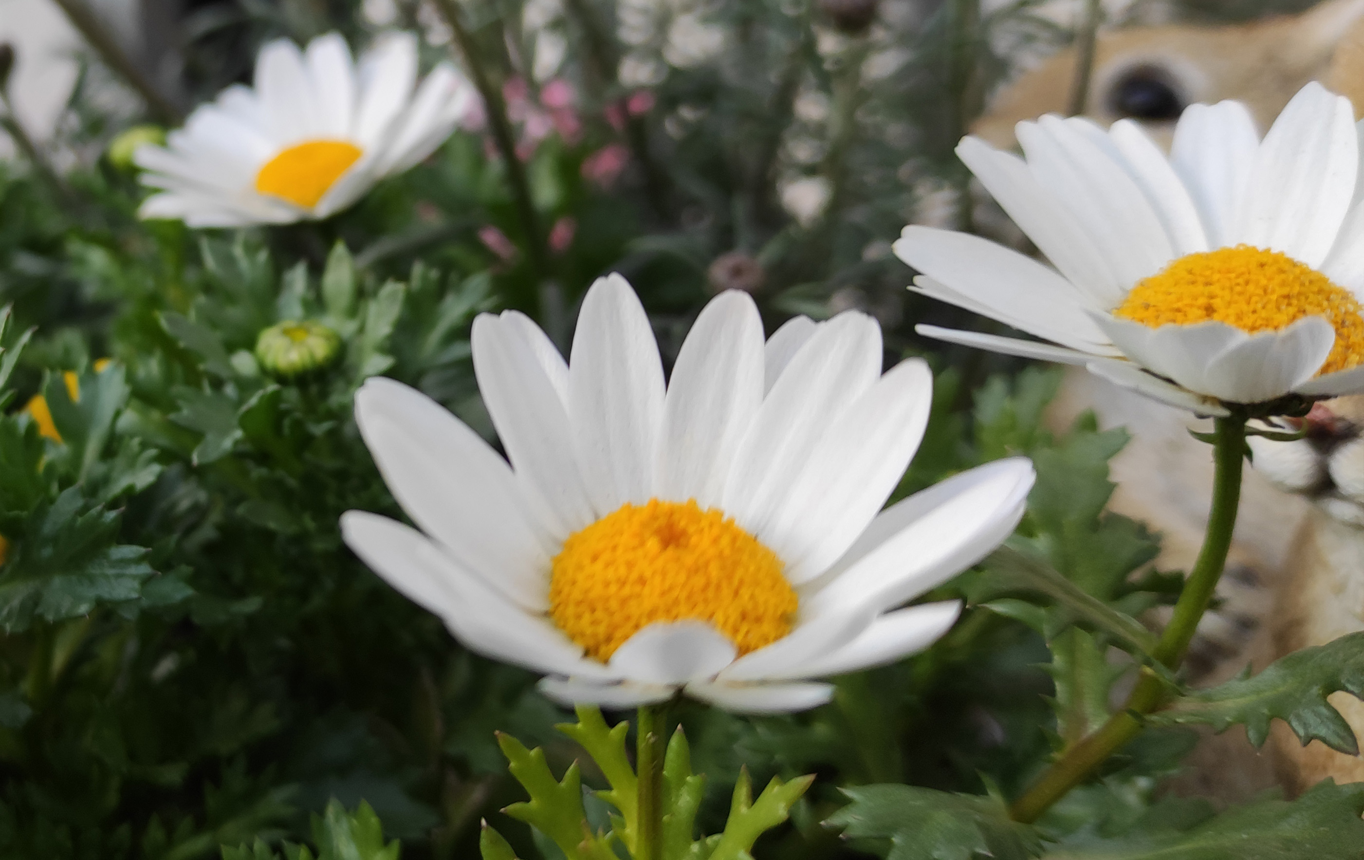 Mi Note 10 Liteのカメラアプリはオートフォーカスが苦手。ピントが合いづらいのでやや散漫な画像に