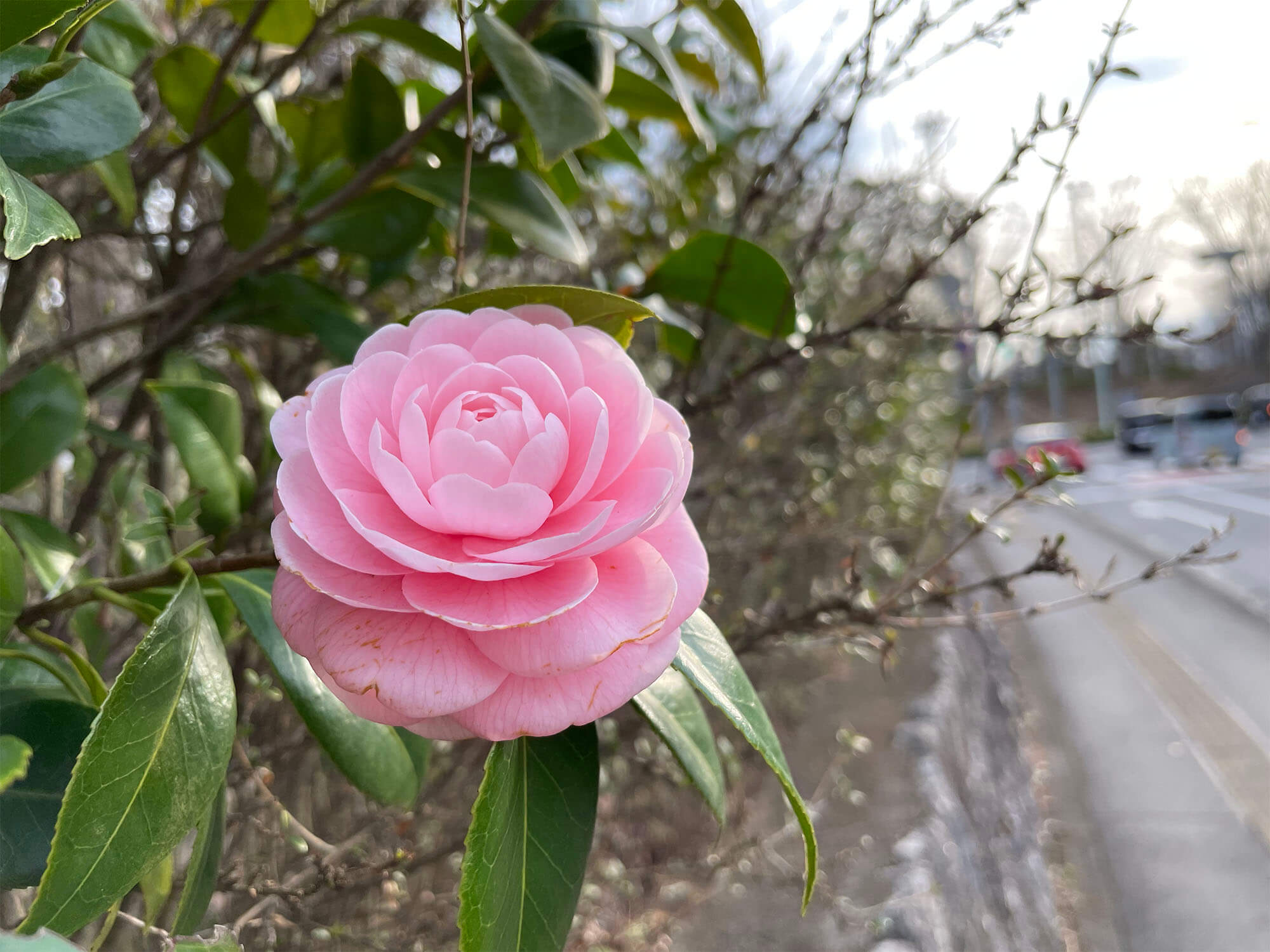 iPhone 12 miniで撮影した椿の花