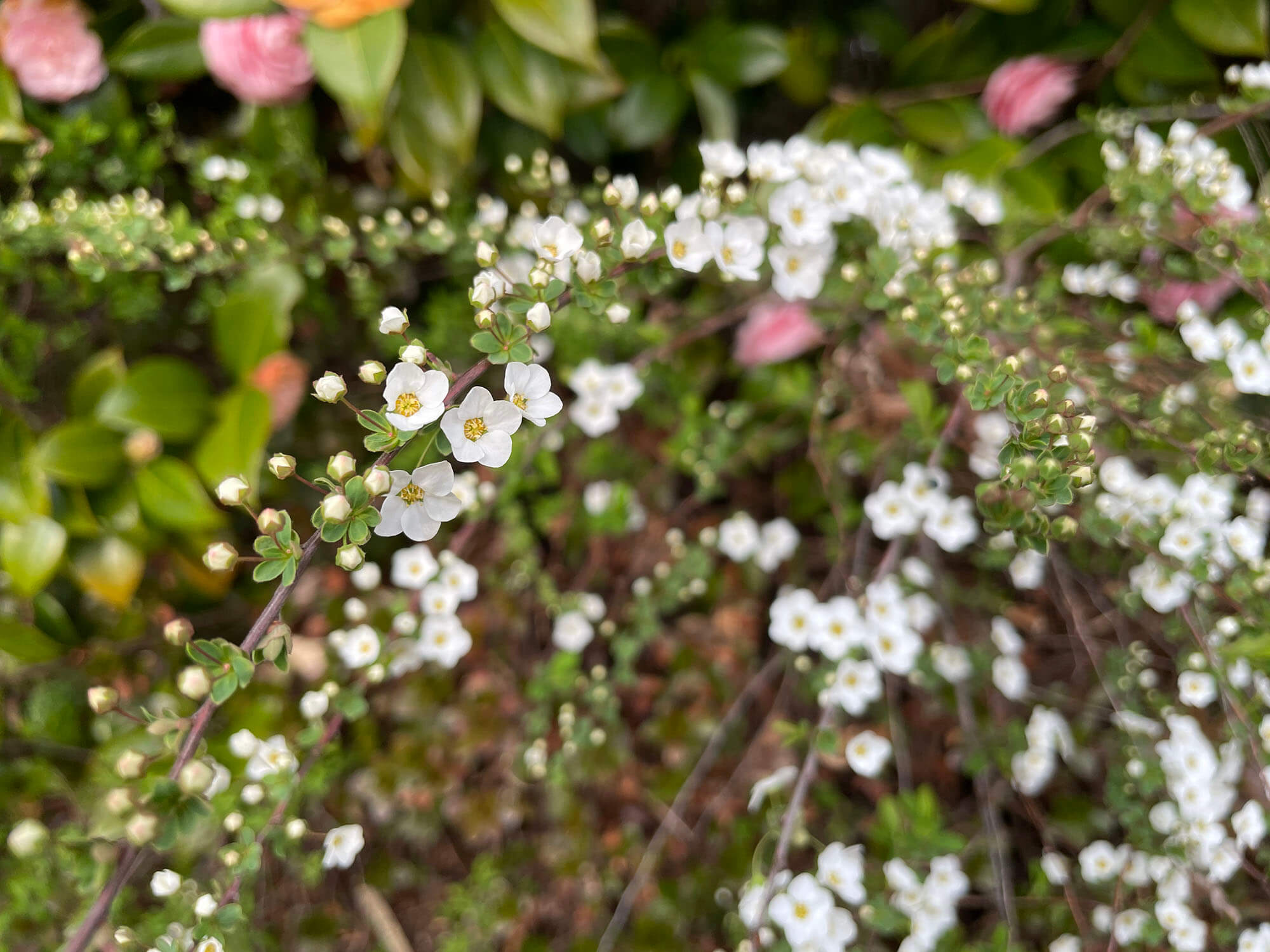 iPhone 12 miniで撮影した白い花