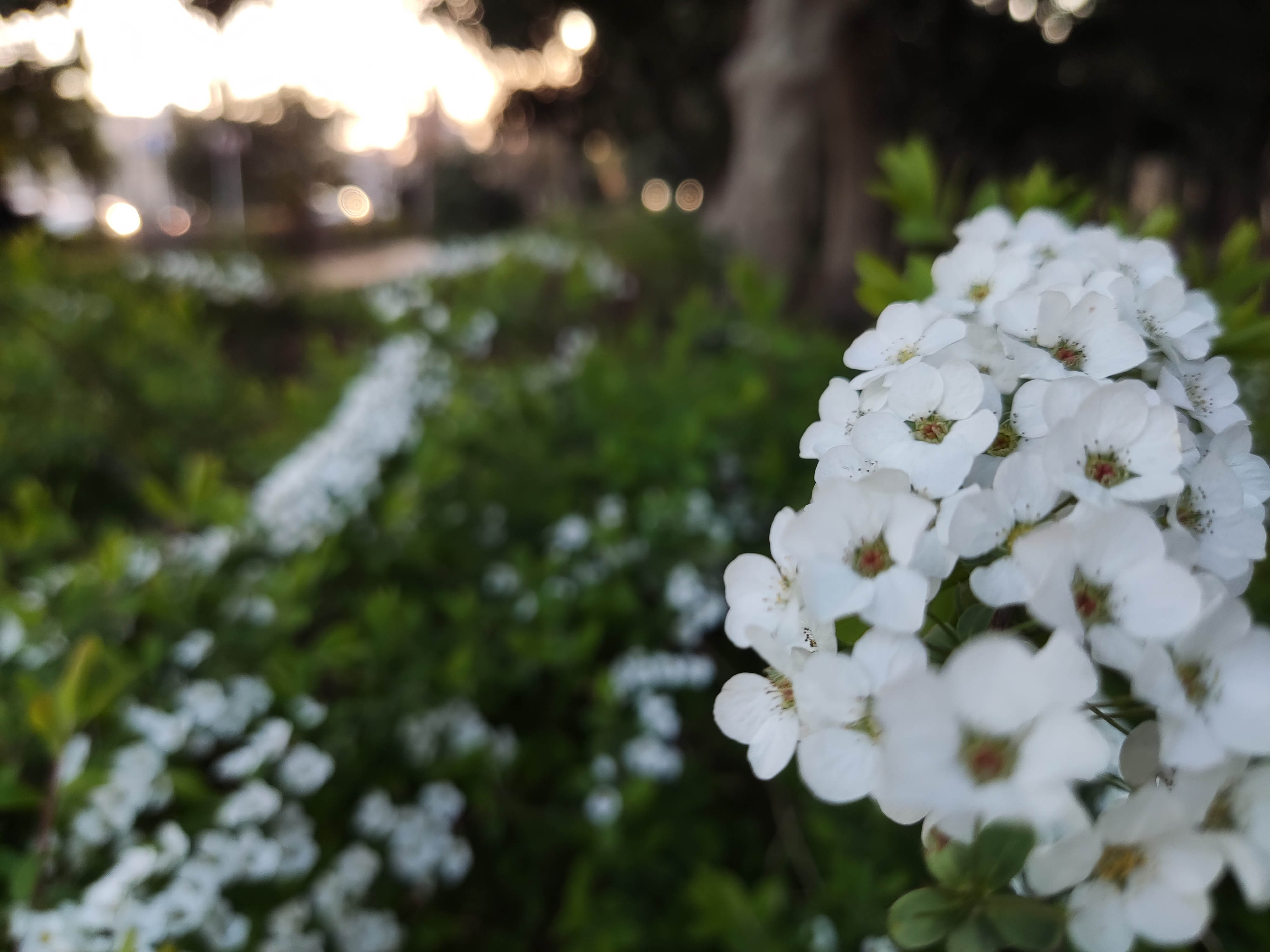 POCO F3 5Gで撮影した画像5