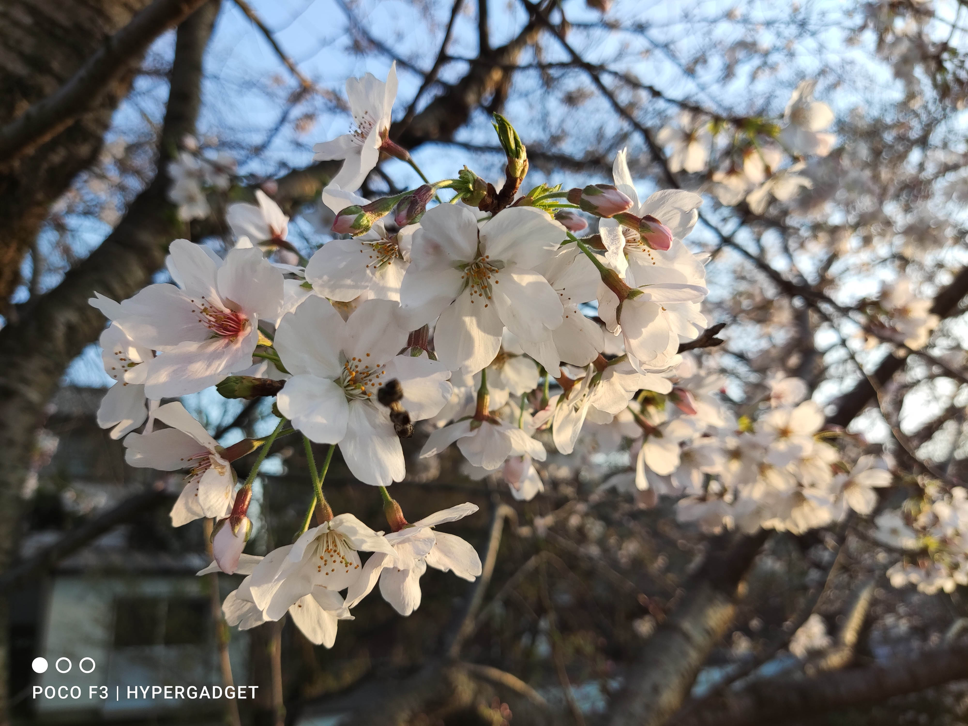 POCO F3 5Gで撮影した画像3