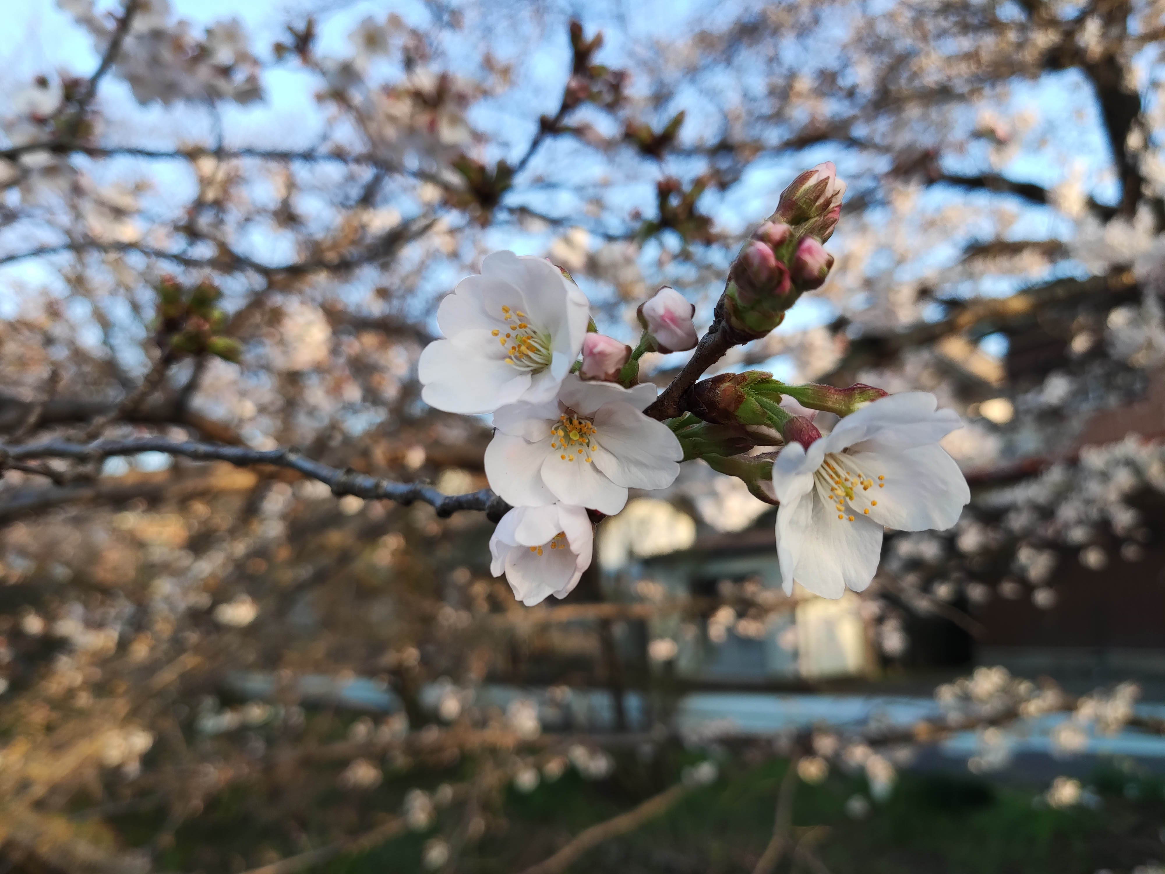 Xiaomi POCO F3で撮影した画像6