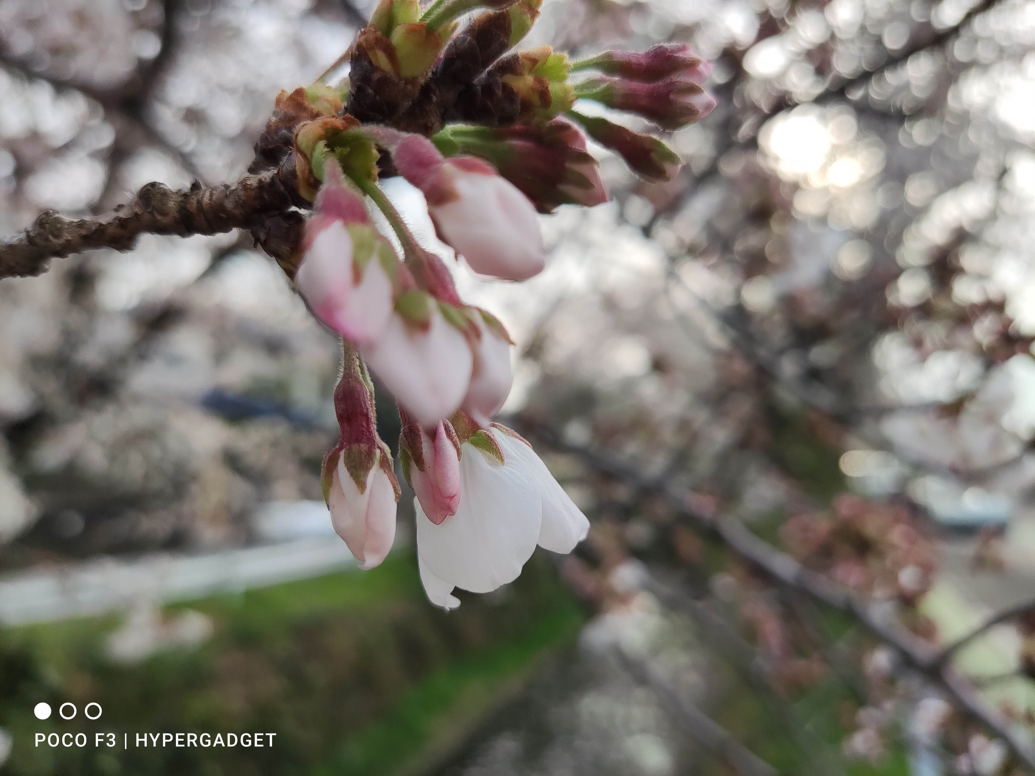 POCO F3 5Gのカメラで撮影した画像2