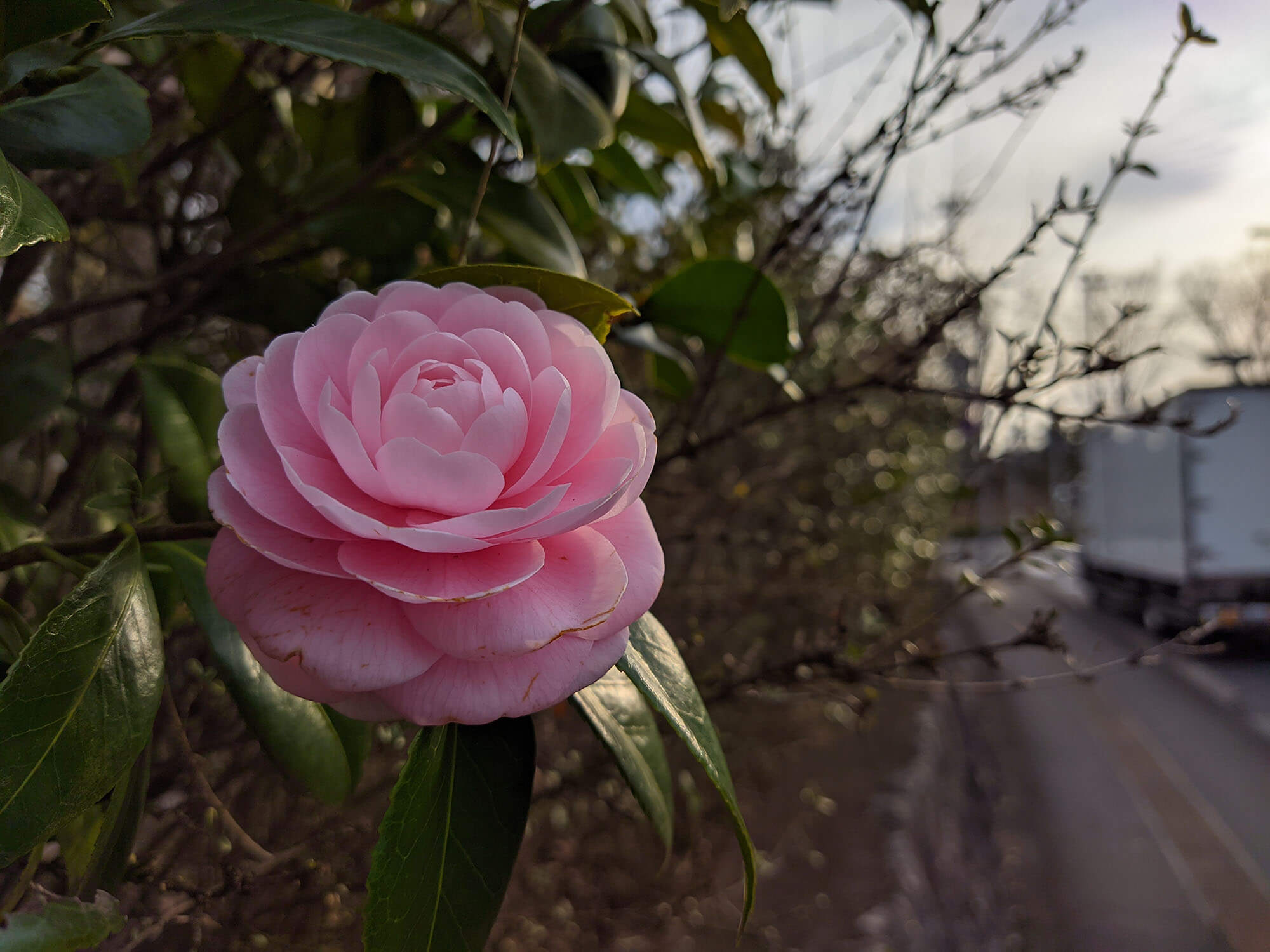 Xiaomi Redmi 9TにGCamを入れて撮影した椿の花