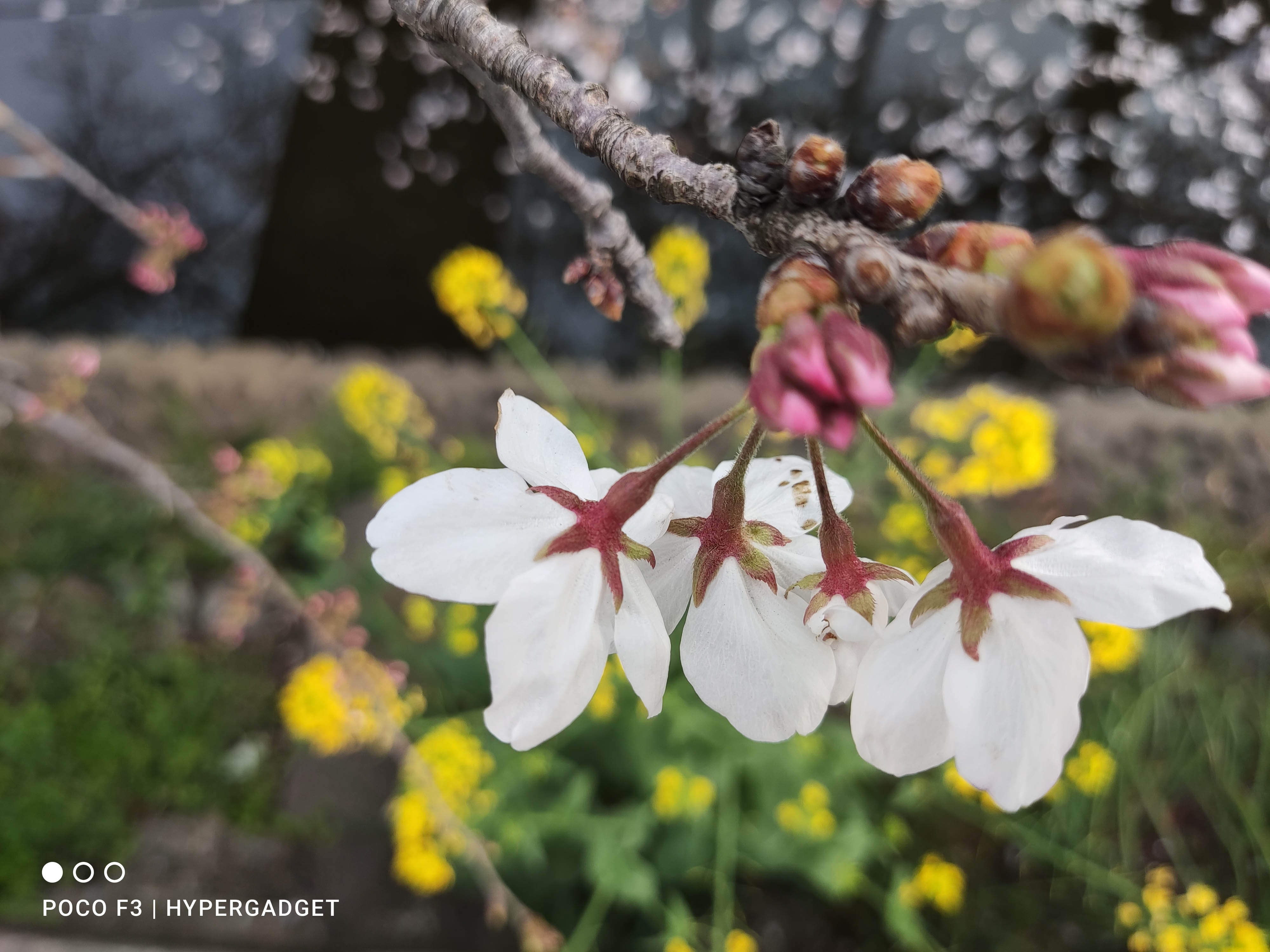 POCO F3 5Gのカメラで撮影した画像1