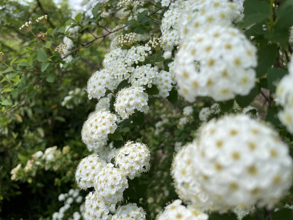 iPhone 12 miniのメインカメラで撮影した白い花の画像
