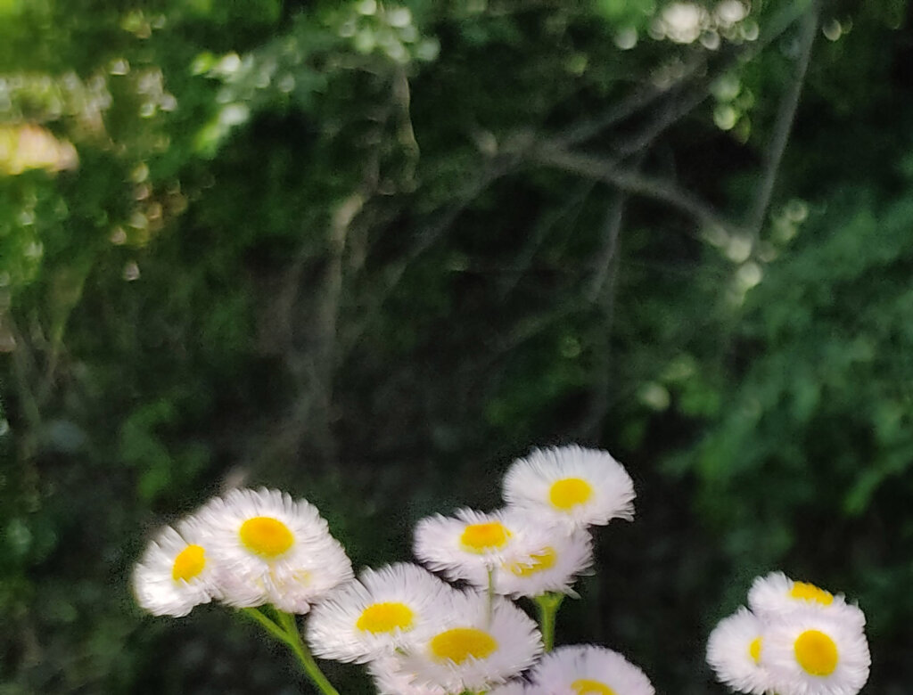 Redmi Note 9Sで撮影した白い花の画像を拡大