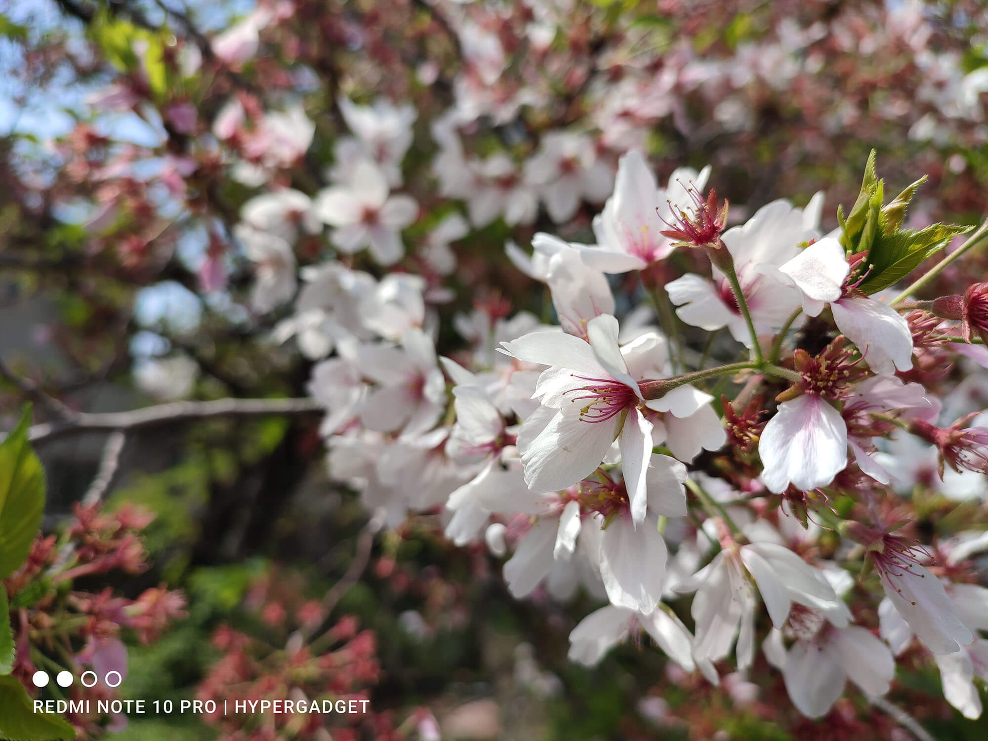 Redmi Note 10 Proで撮影した桜の画像