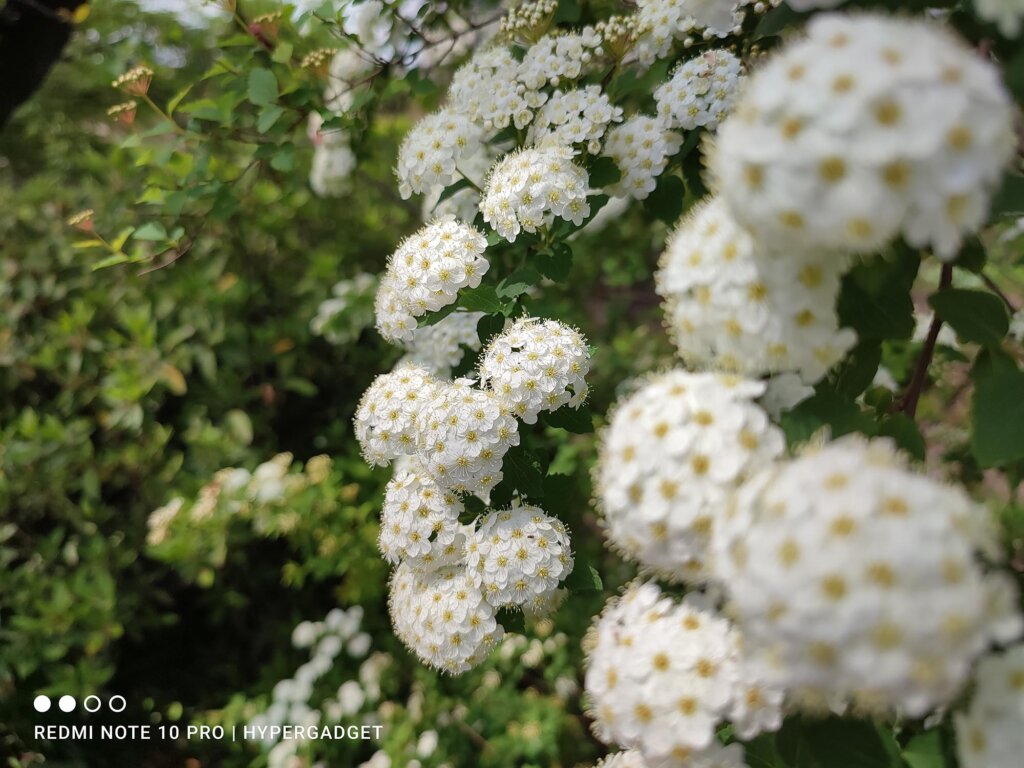 Redmi Note 10 Proのメインカメラで撮影した白い花の画像