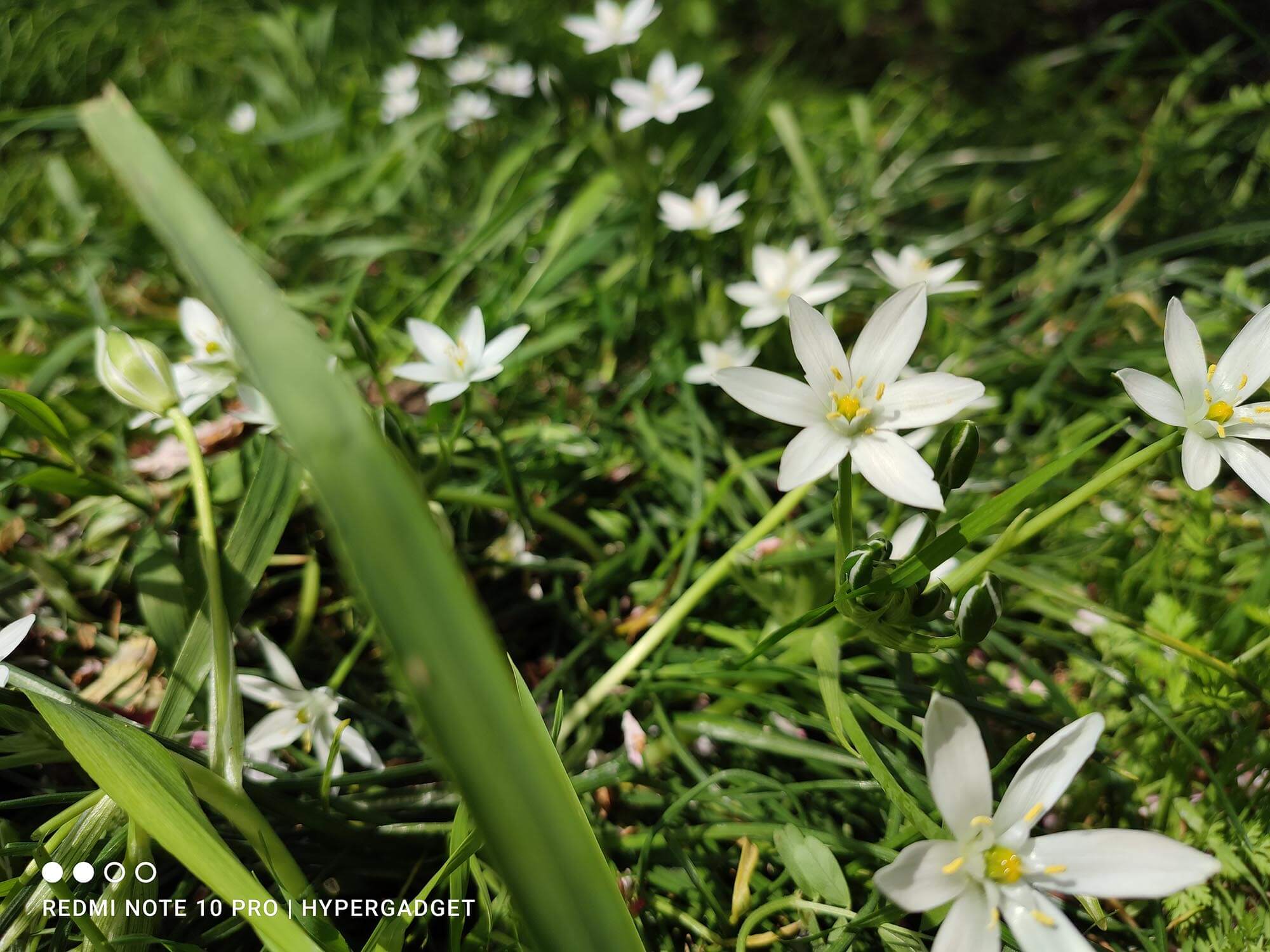 Redmi Note 10 Proで撮影した白い花の画像
