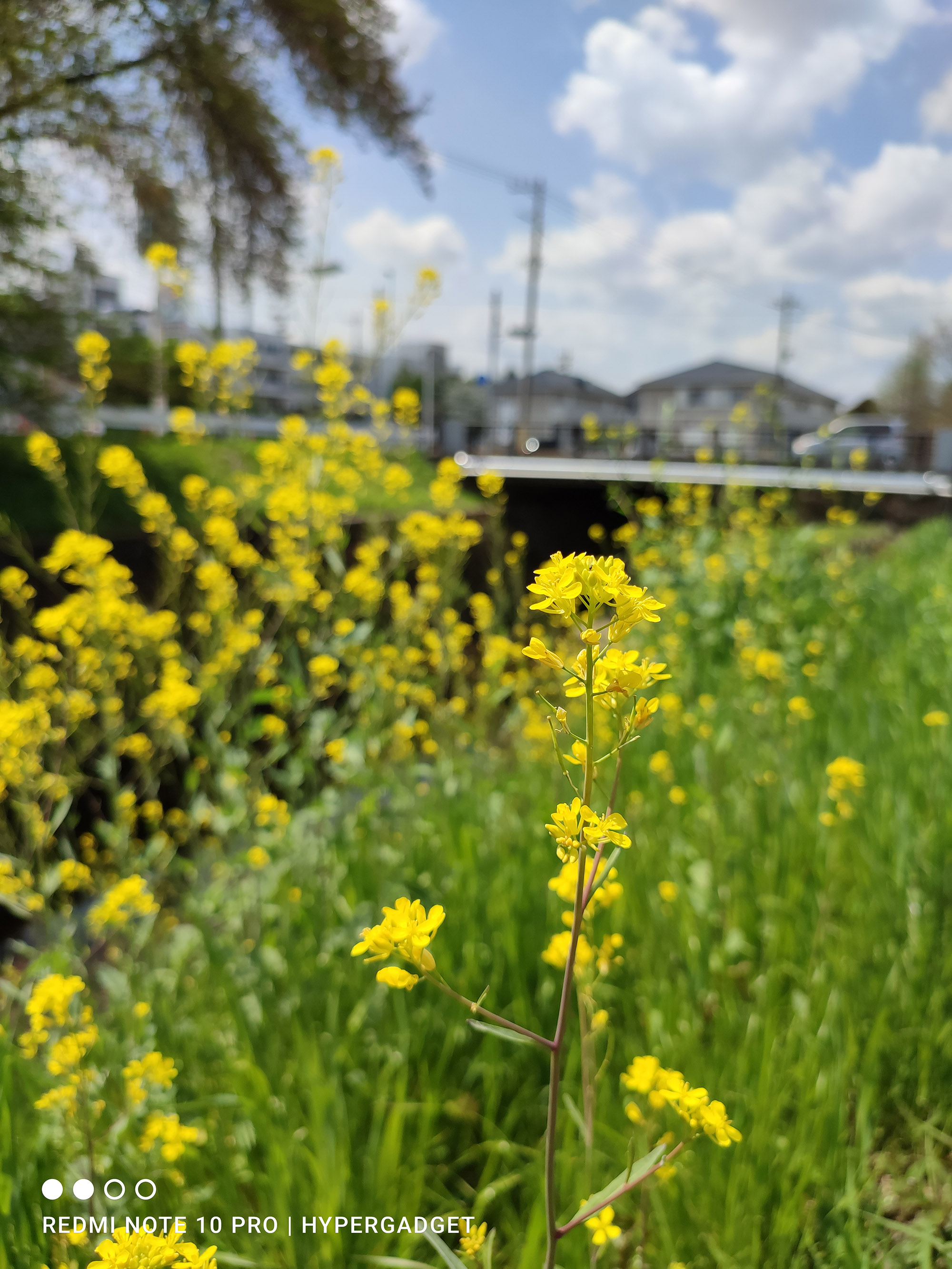 Redmi Note 10 Proのメインカメラで撮影した菜の花の青空の風景