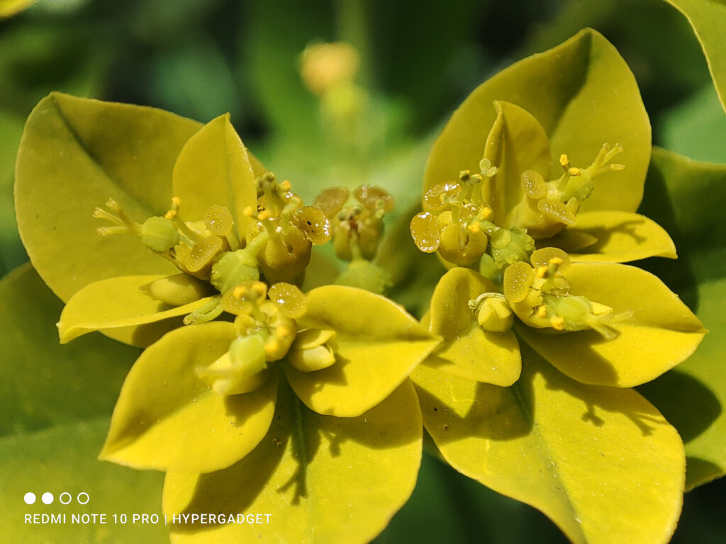 Redmi Note 10 Proのマクロカメラで撮影した黄色い花