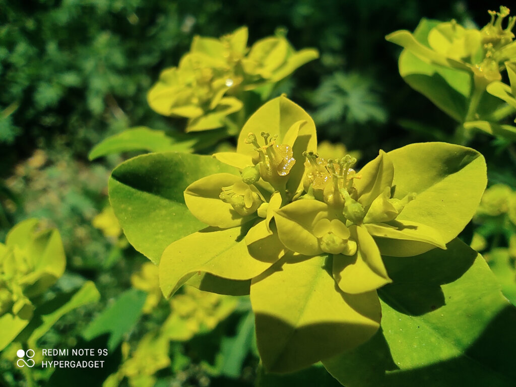 Redmi Note 9Sで撮影した黄色い花
