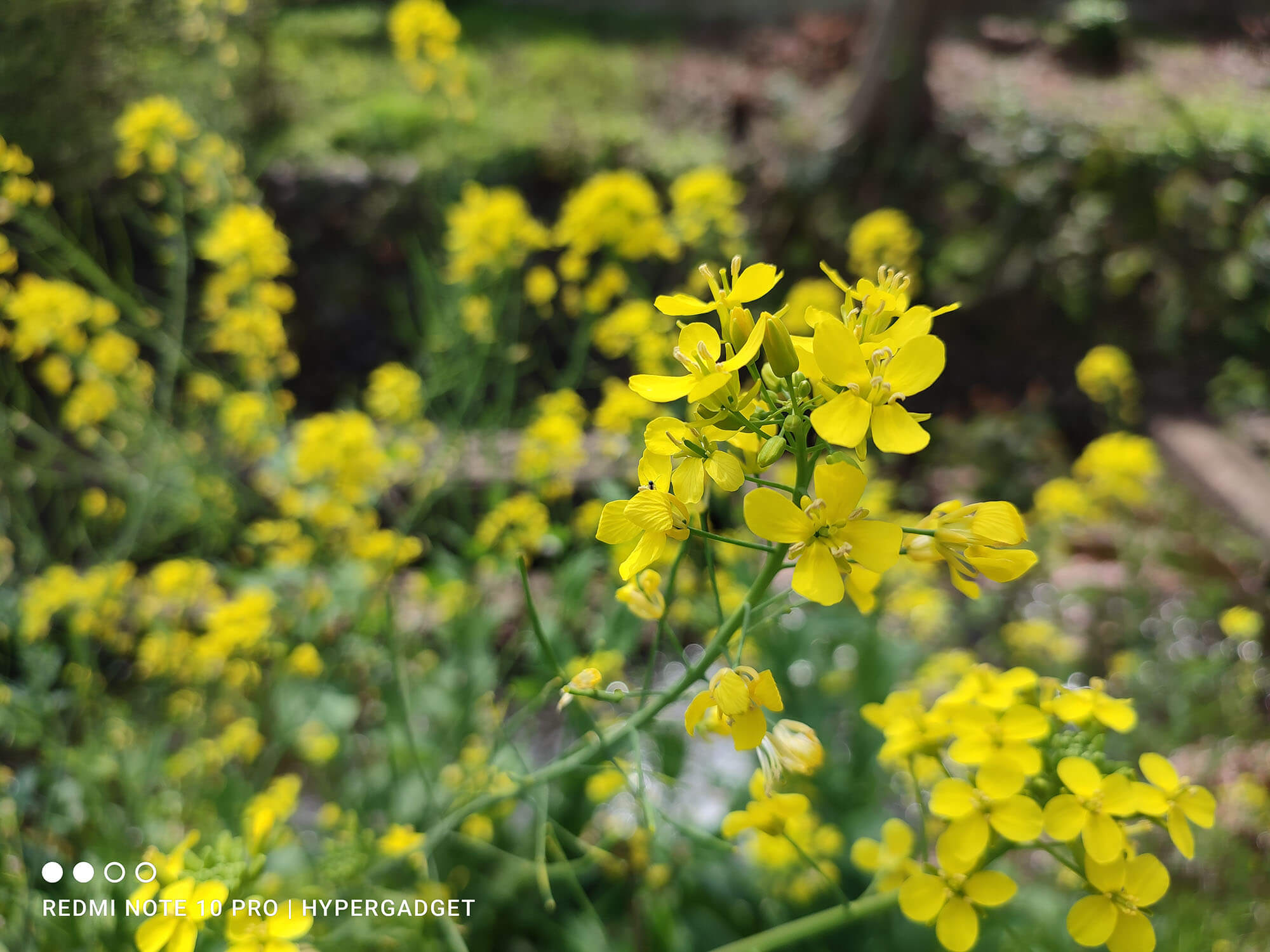 Redmi Note 10 Proで撮影した菜の花の画像