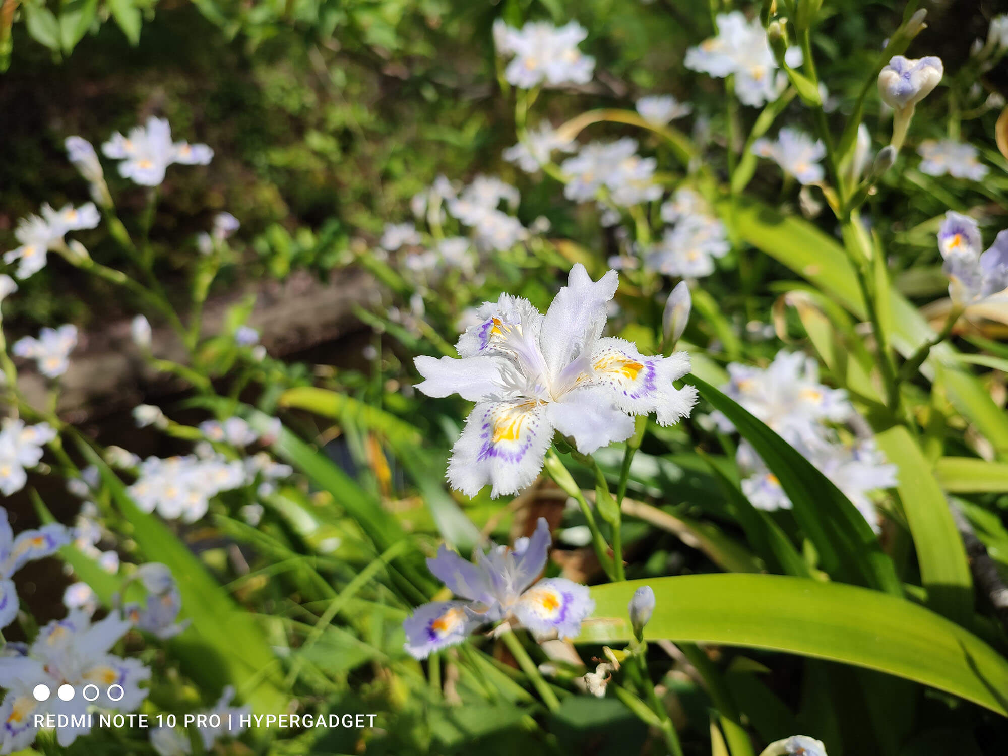 Redmi Note 10 Proで撮影した白紫の花の画像