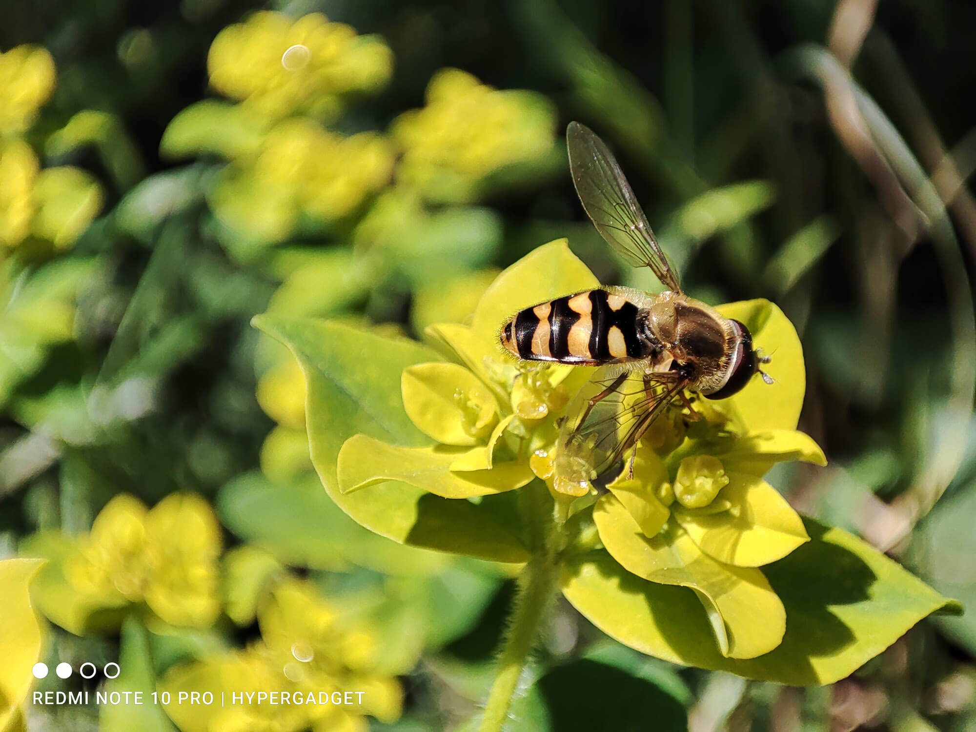 Redmi Note 10 Proのマクロカメラで撮影したミツバチ