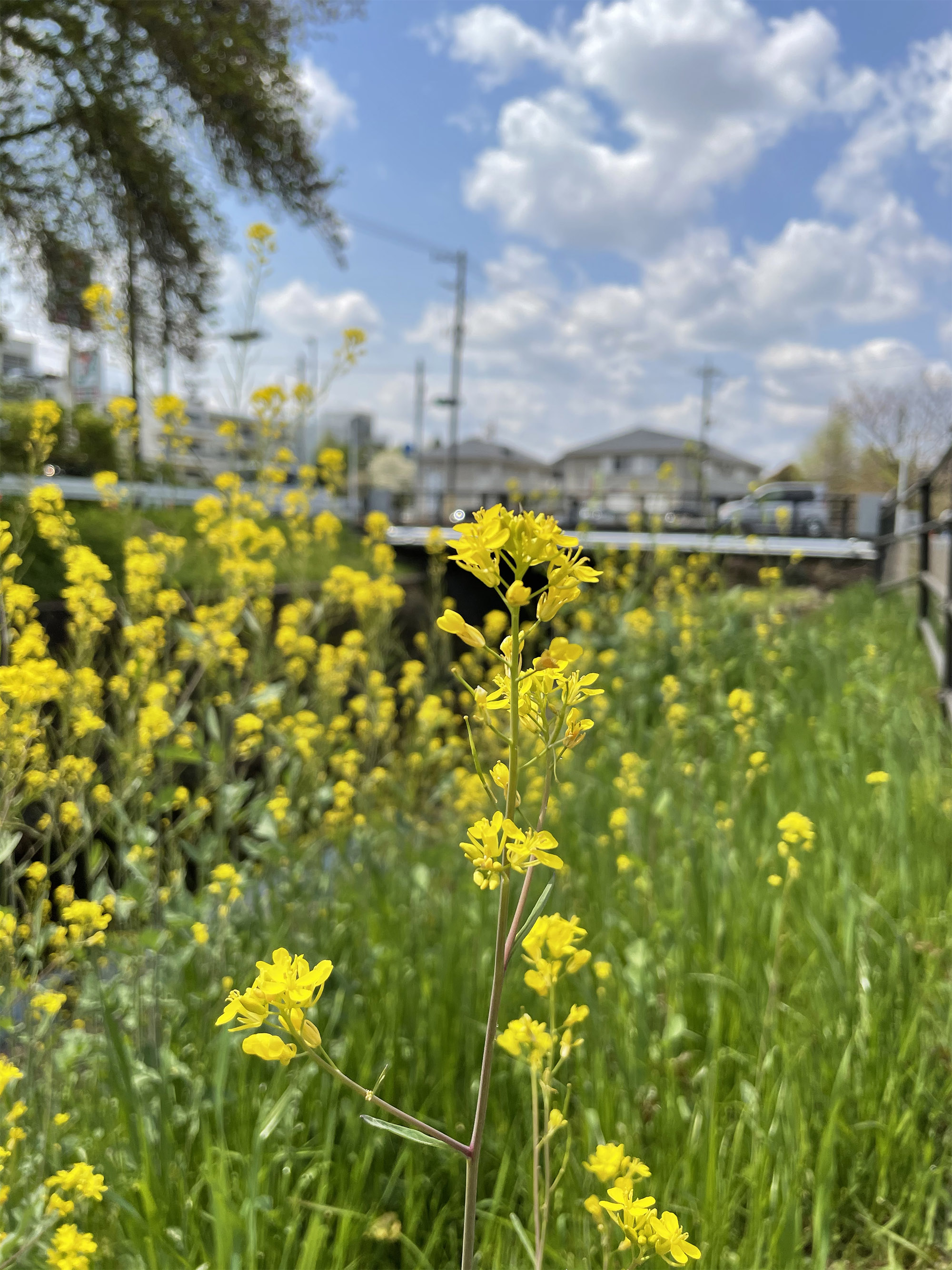 iPhone 12 miniのメインカメラで撮影した菜の花の青空の風景
