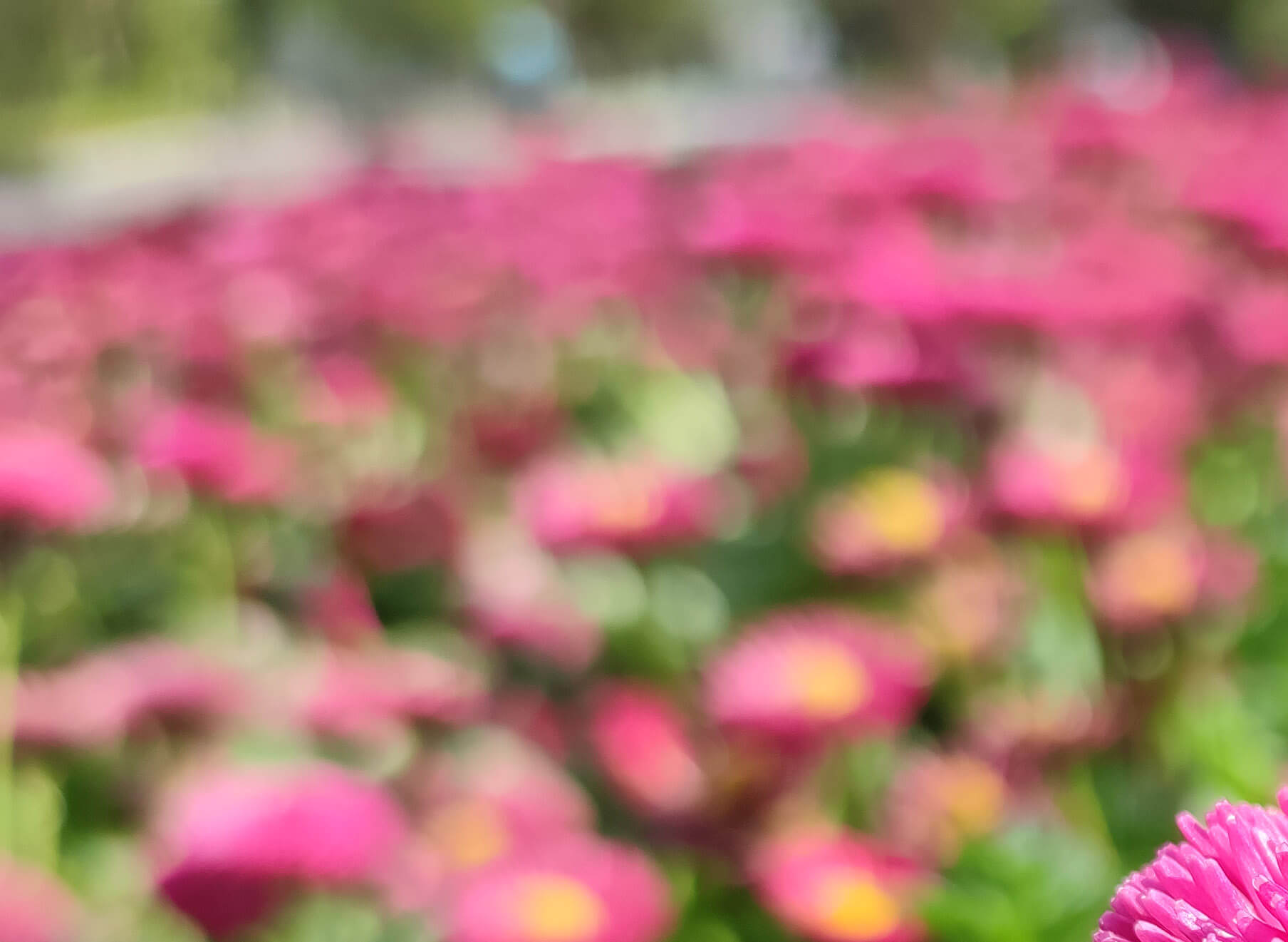 Redmi Note 10 Proで撮影した画像の背景を拡大