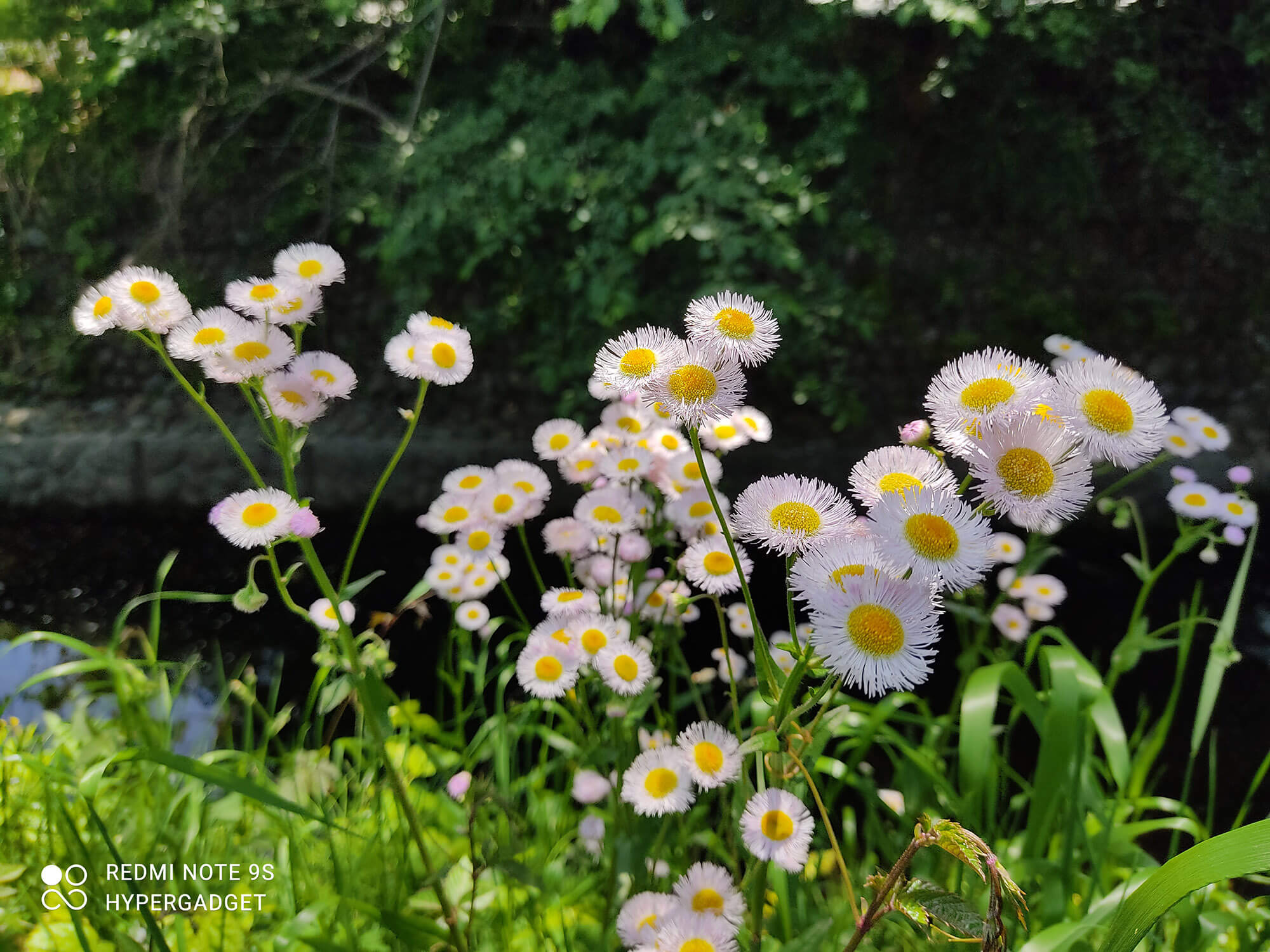 Redmi Note 9Sで撮影した白い花