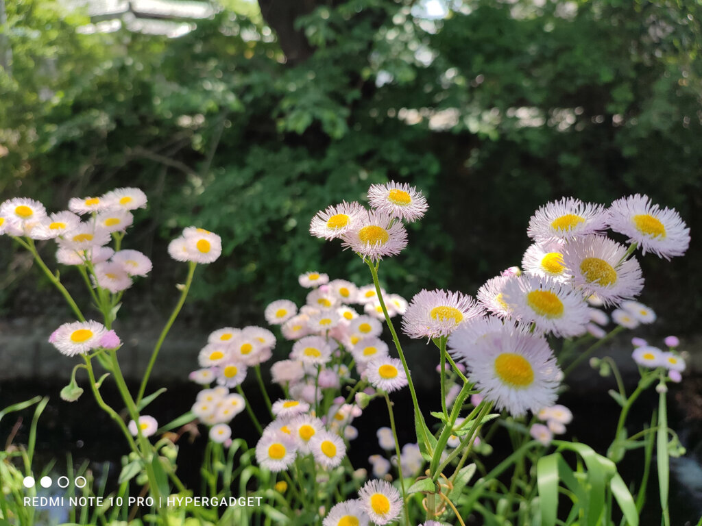 Redmi Note 10 Proで撮影した白い花