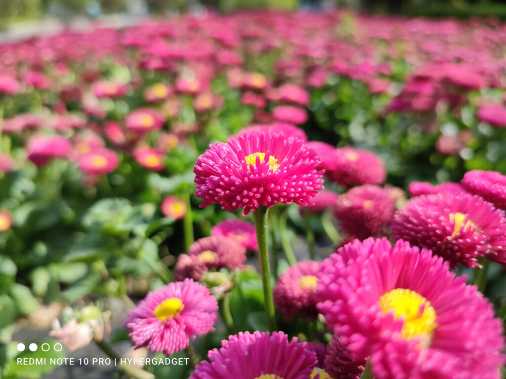 Redmi Note 10 Proで撮影したピンクの花の写真