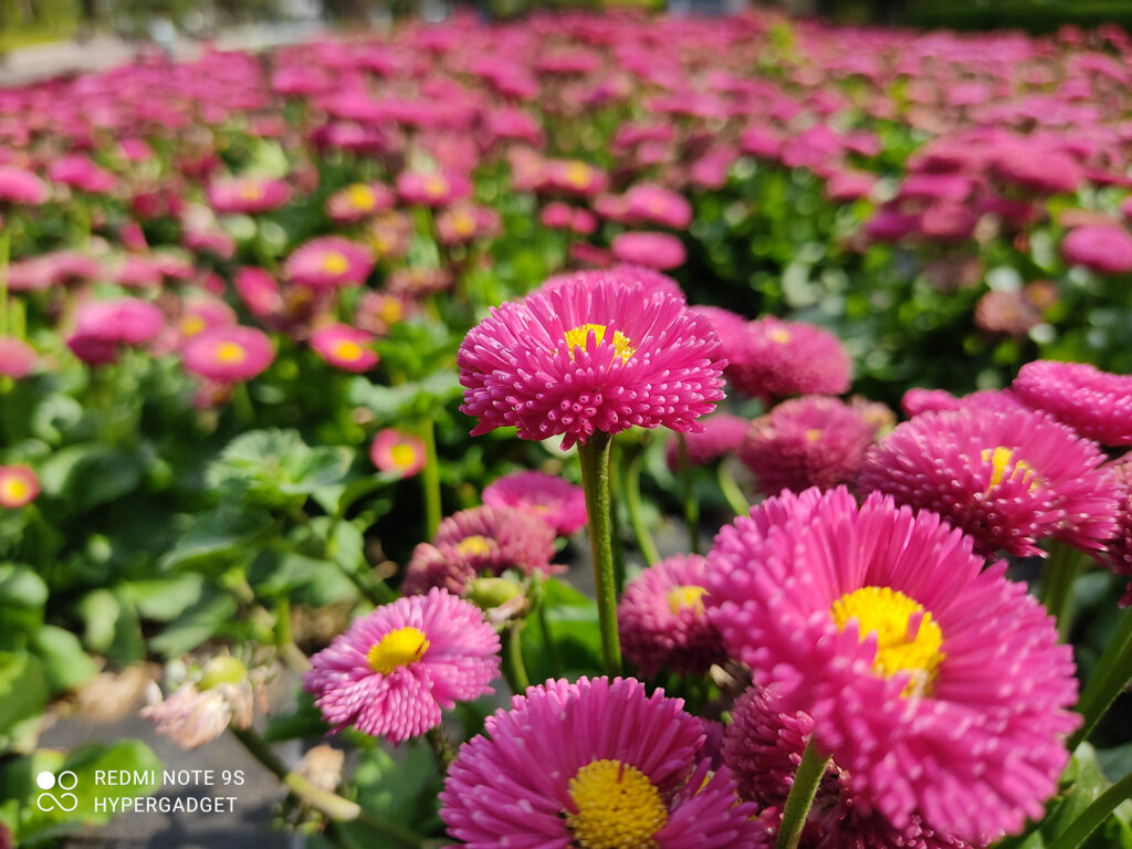 Redmi Note 9Sで撮影したピンクの花の画像
