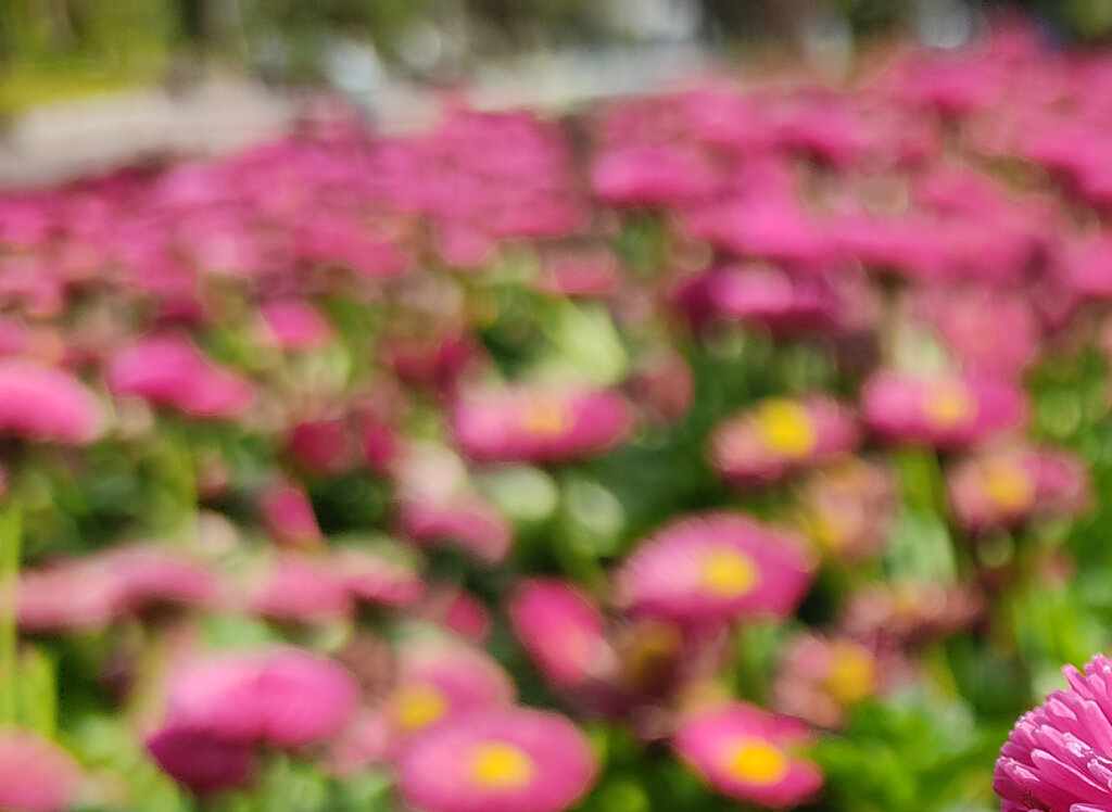 Redmi Note 9Sで撮影したピンクの花の画像を拡大