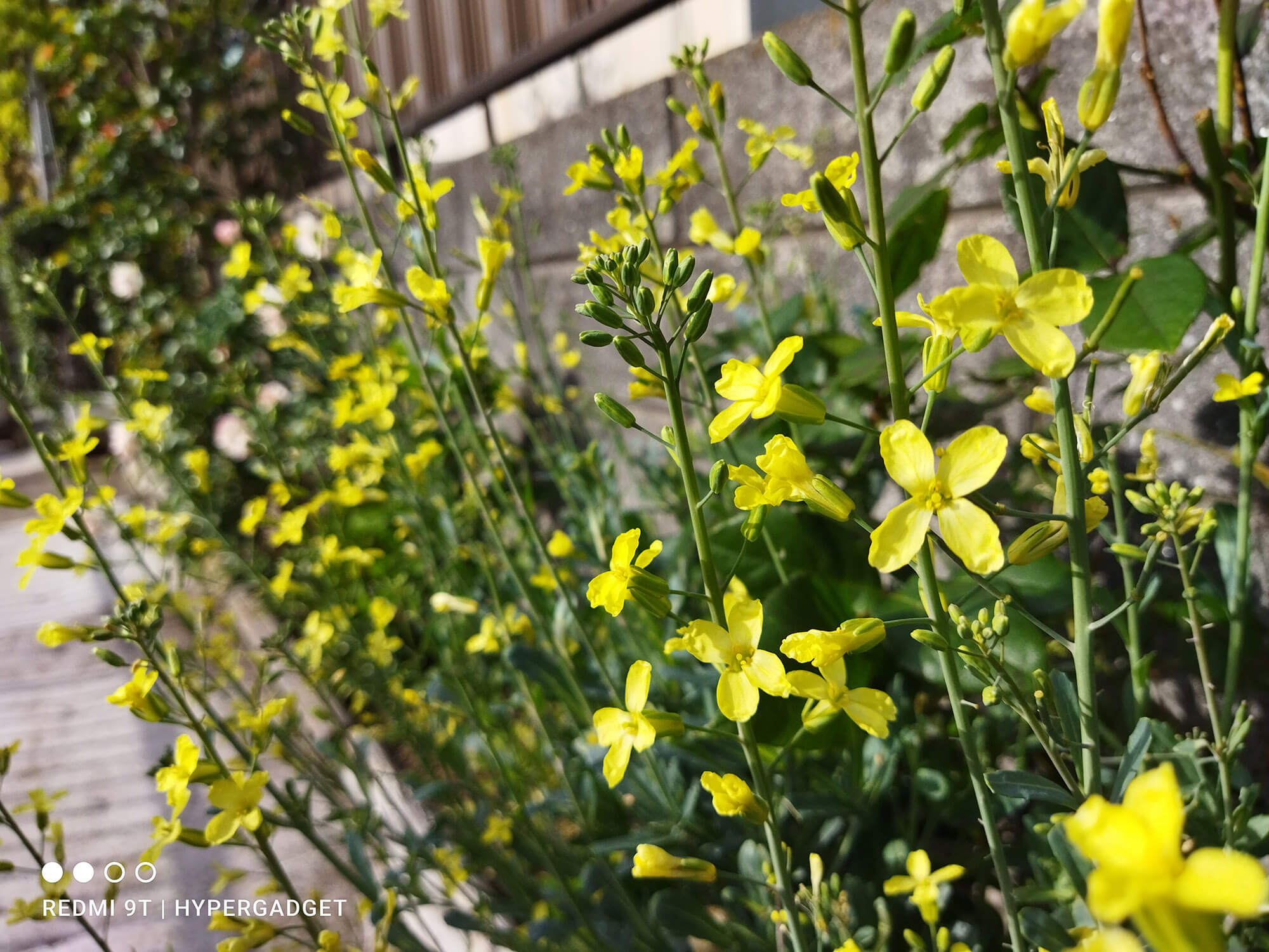 Redmi 9Tのカメラで撮影した黄色い花