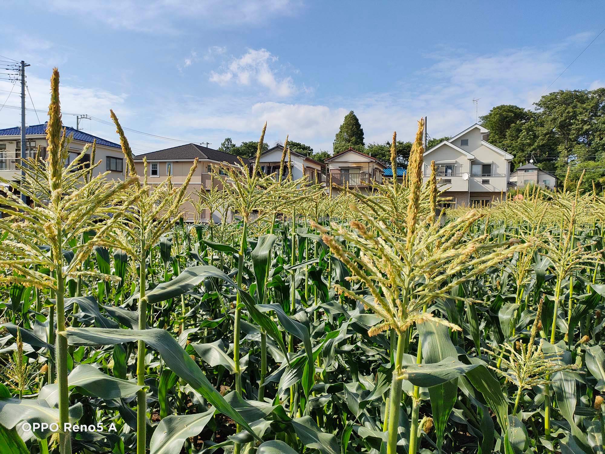 とうもろこし畑2