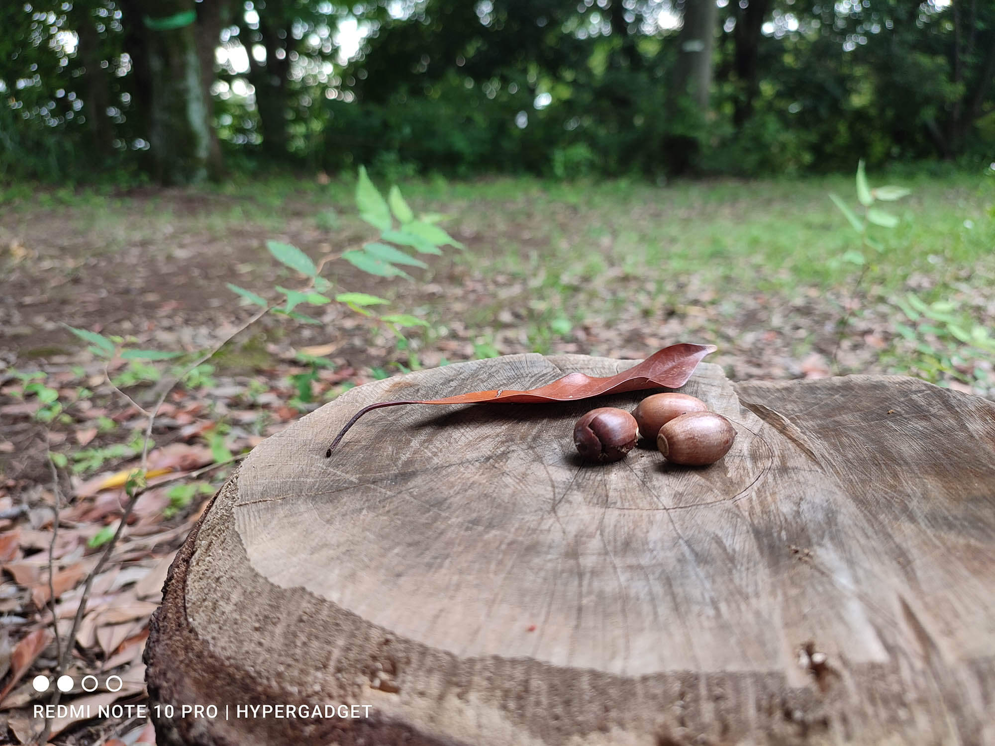 どんぐりと落ち葉1