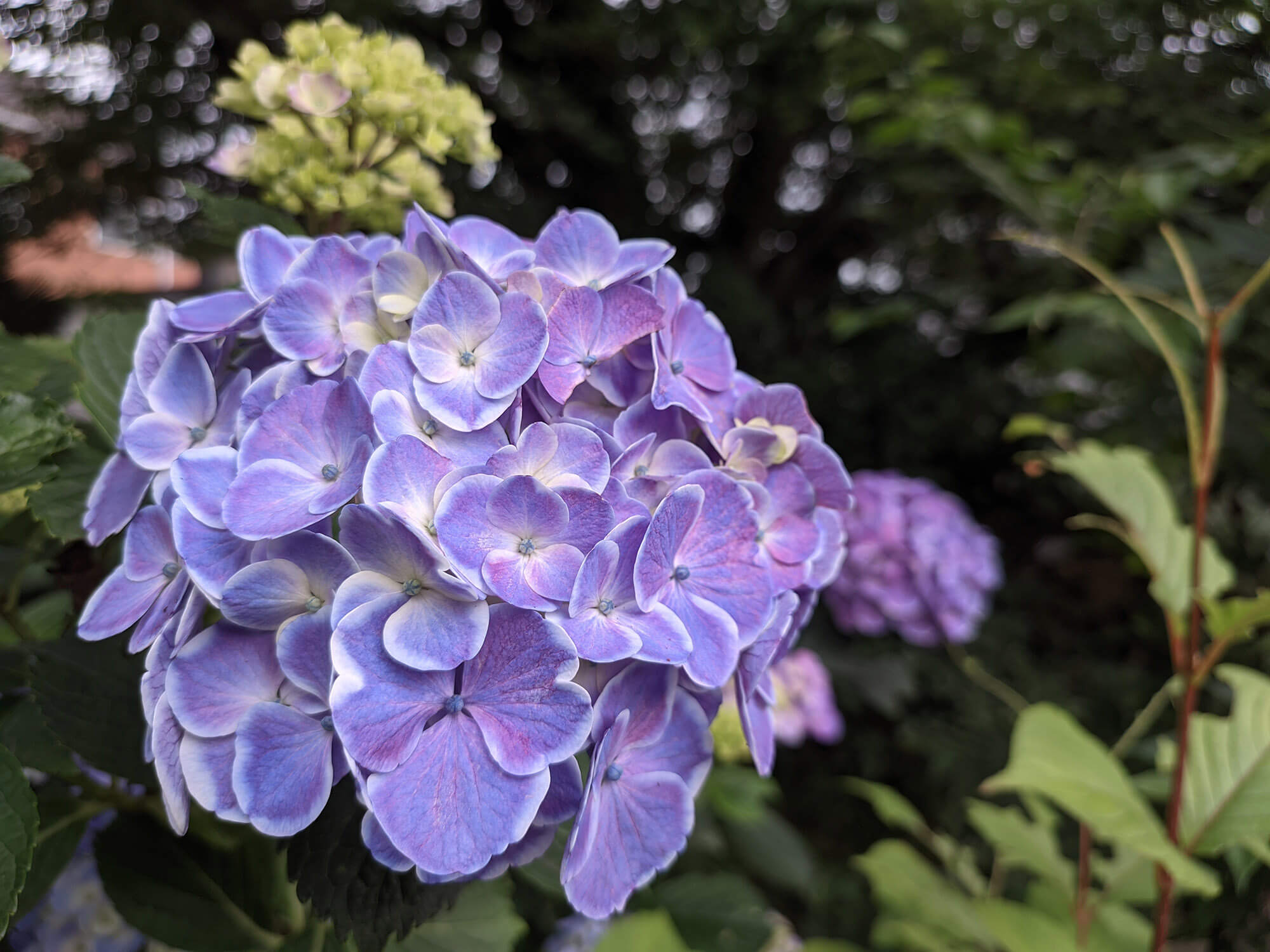 紫陽花の画像2」