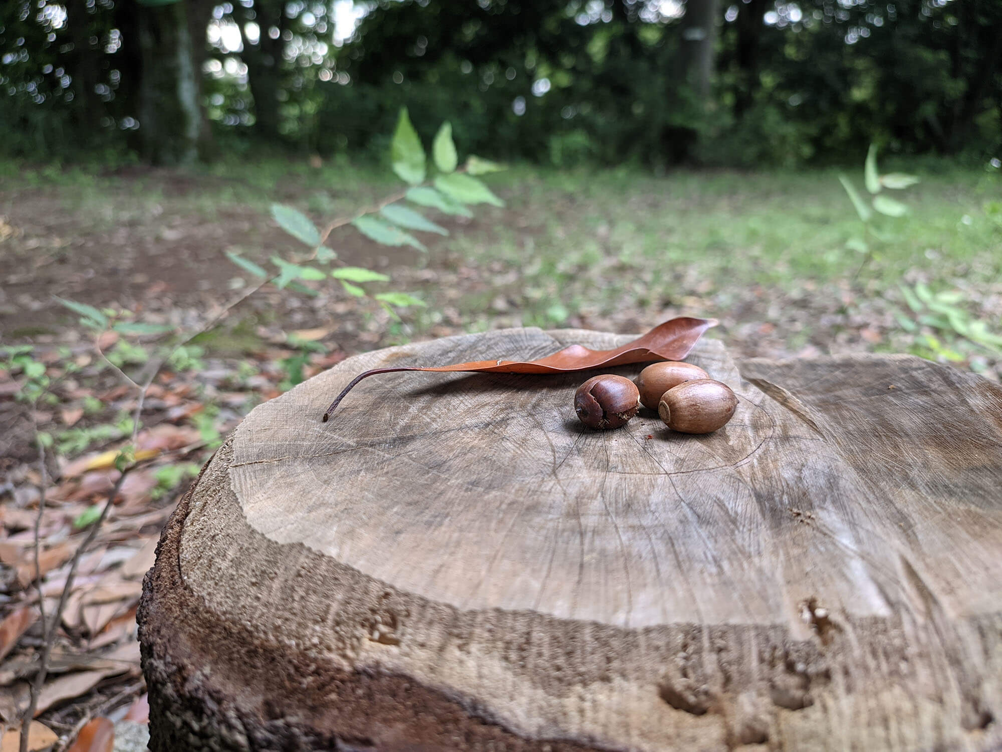 どんぐりと落ち葉2