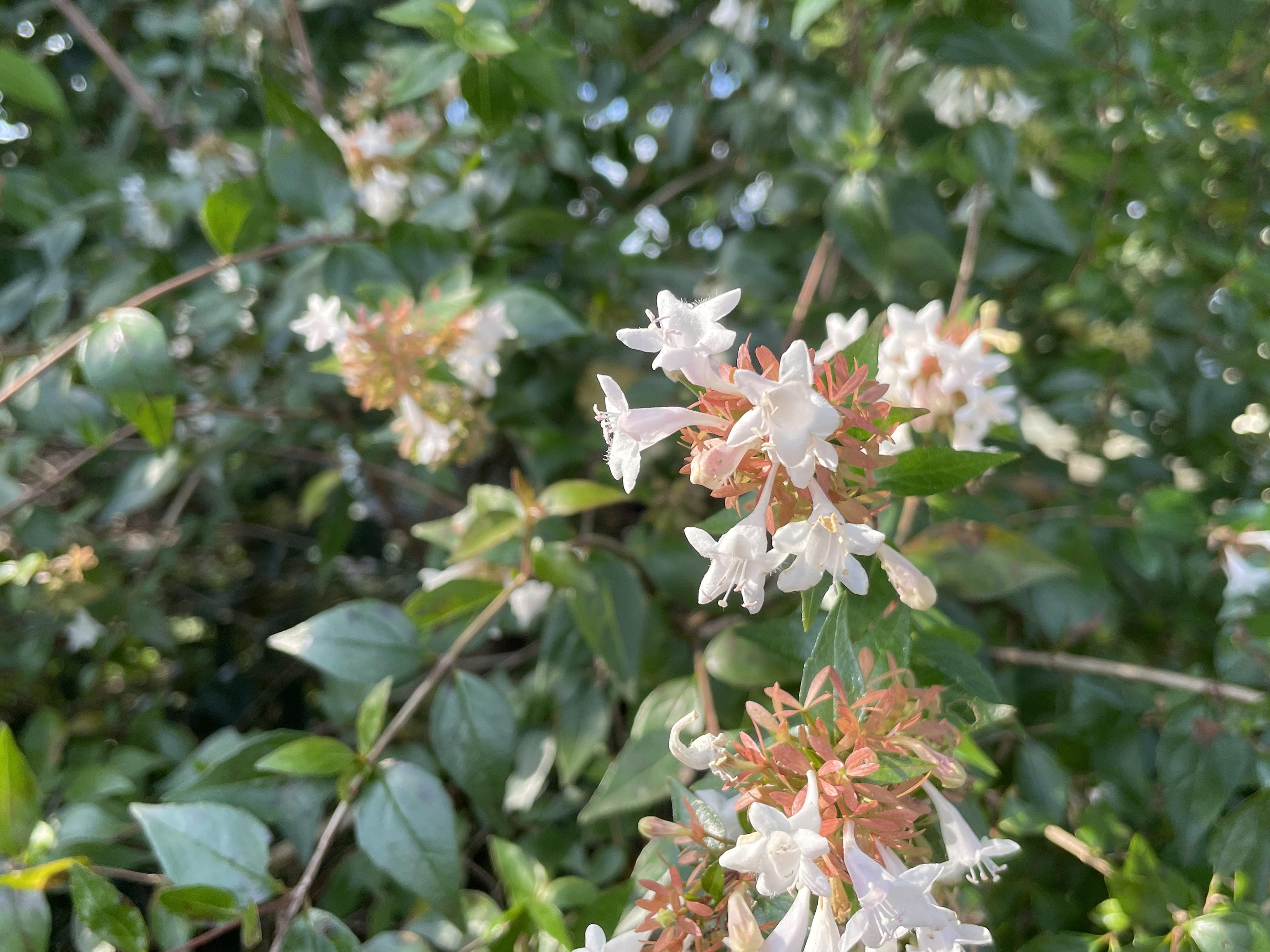 iPhone 12 miniで撮影したアベリア