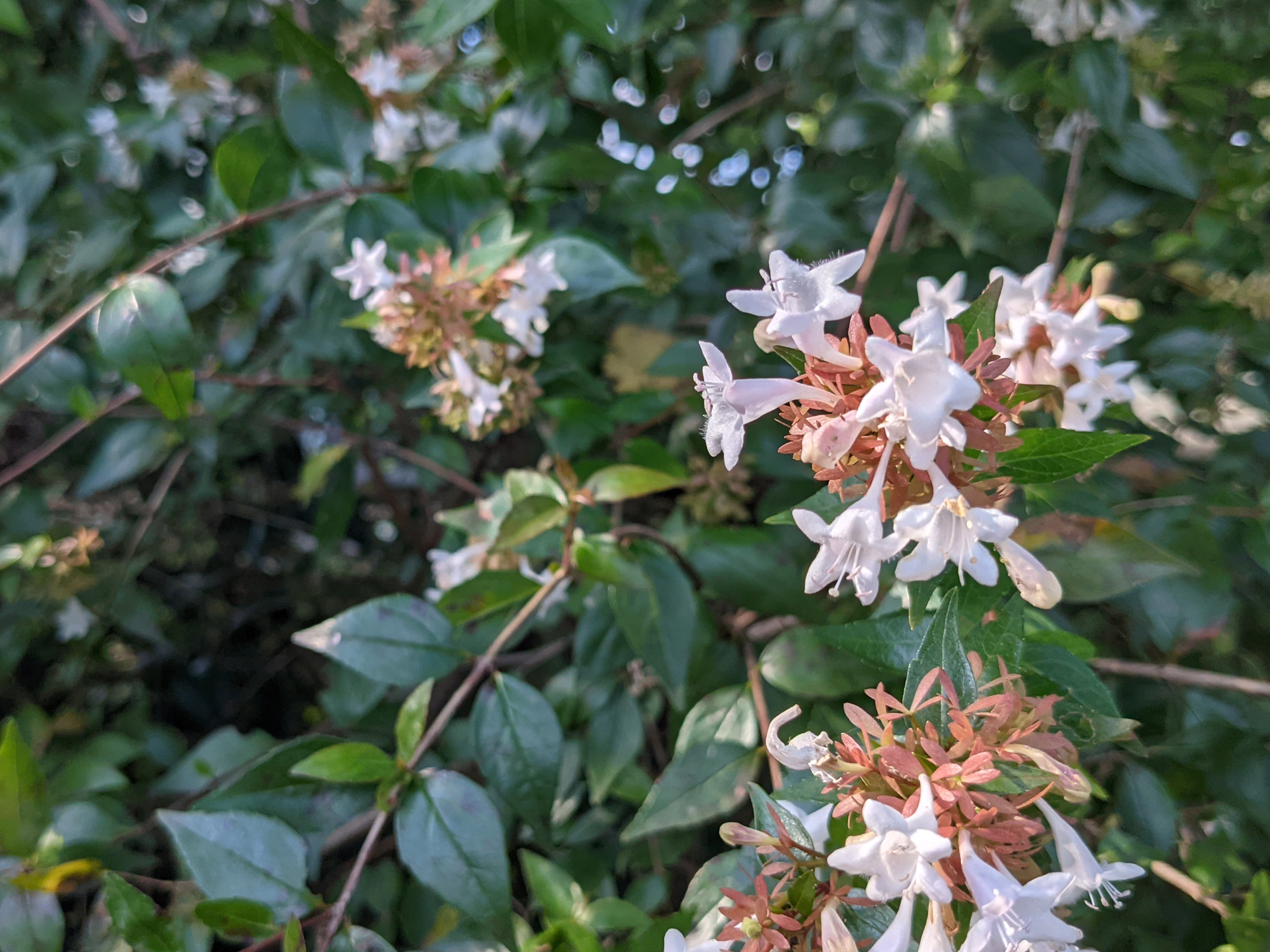 Google Pixel 5aで撮影したアベリア