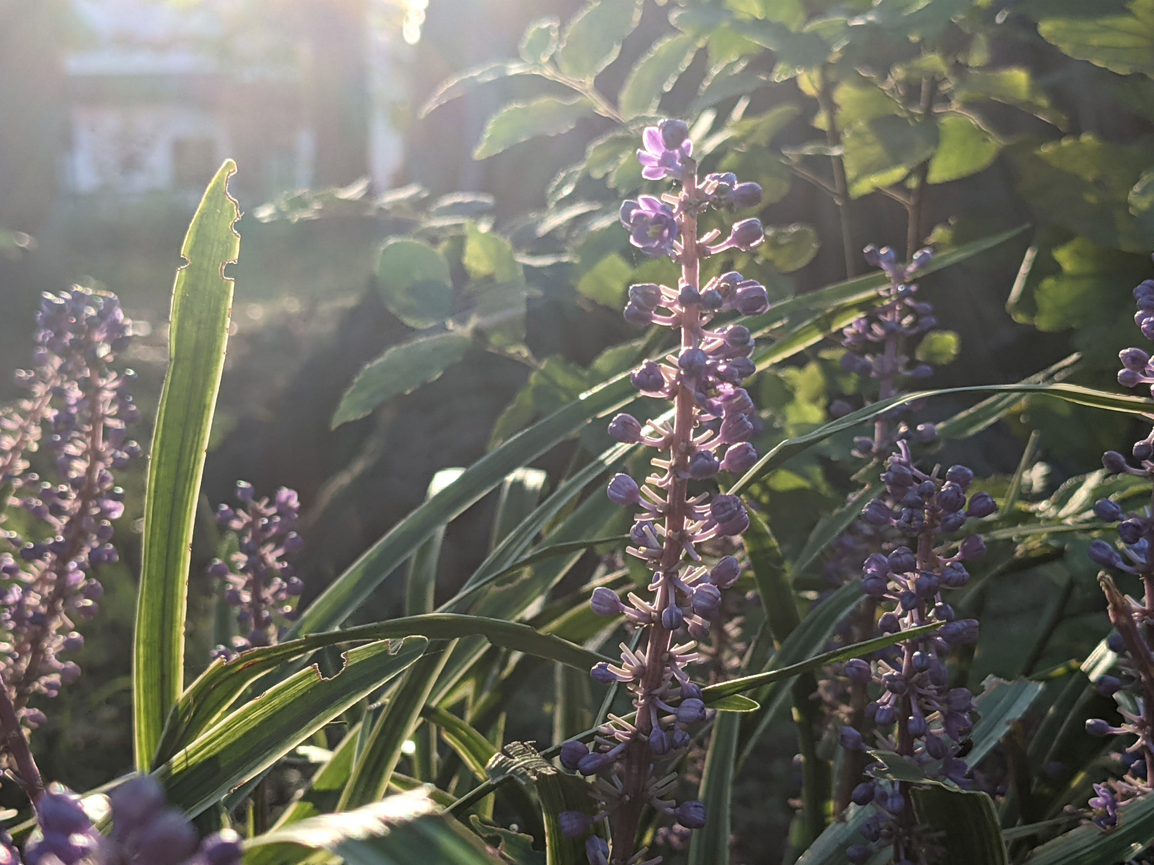 Google Pixel 5aで撮影した紫の花